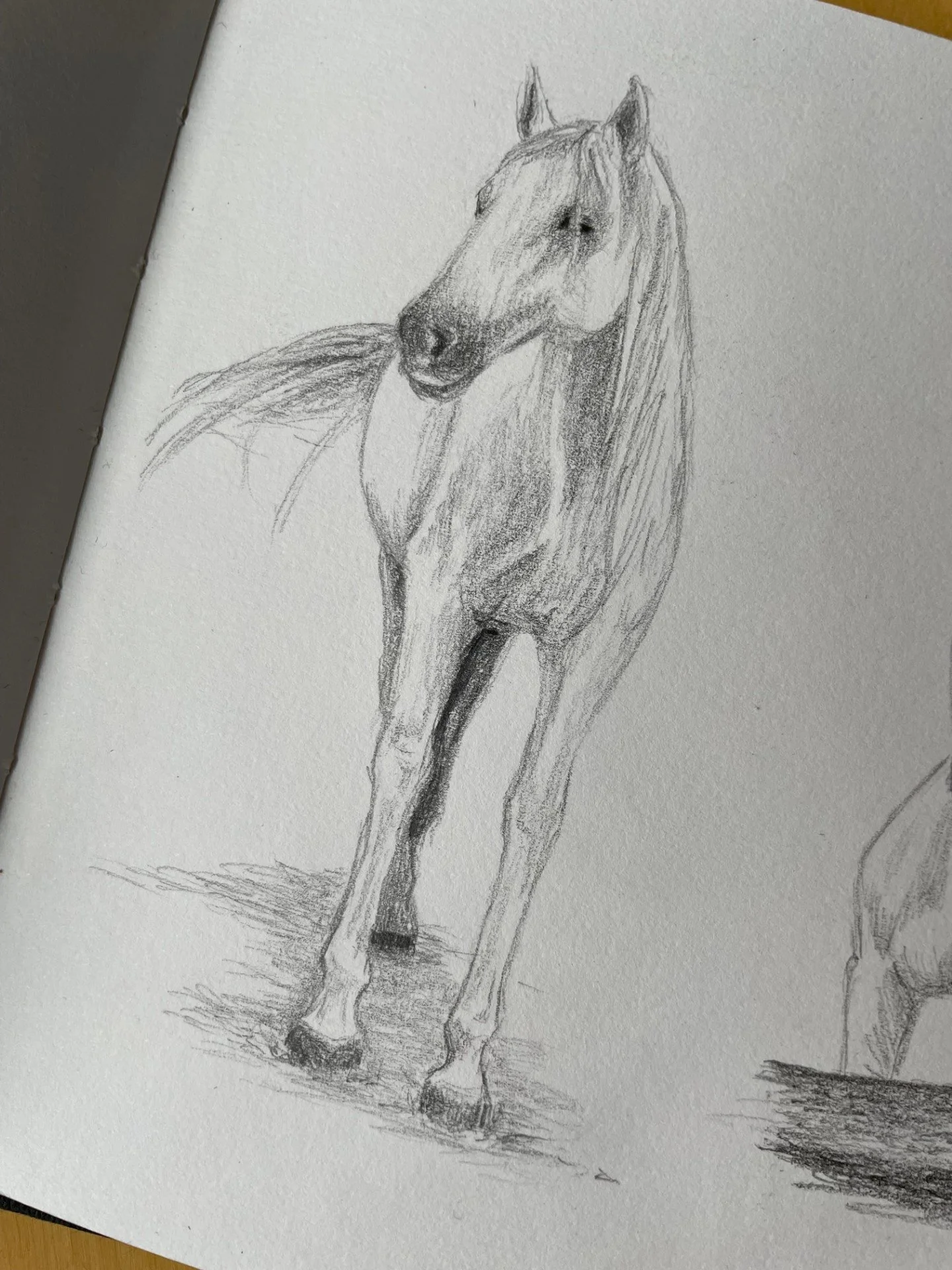 Horse sketchbook3.jpg