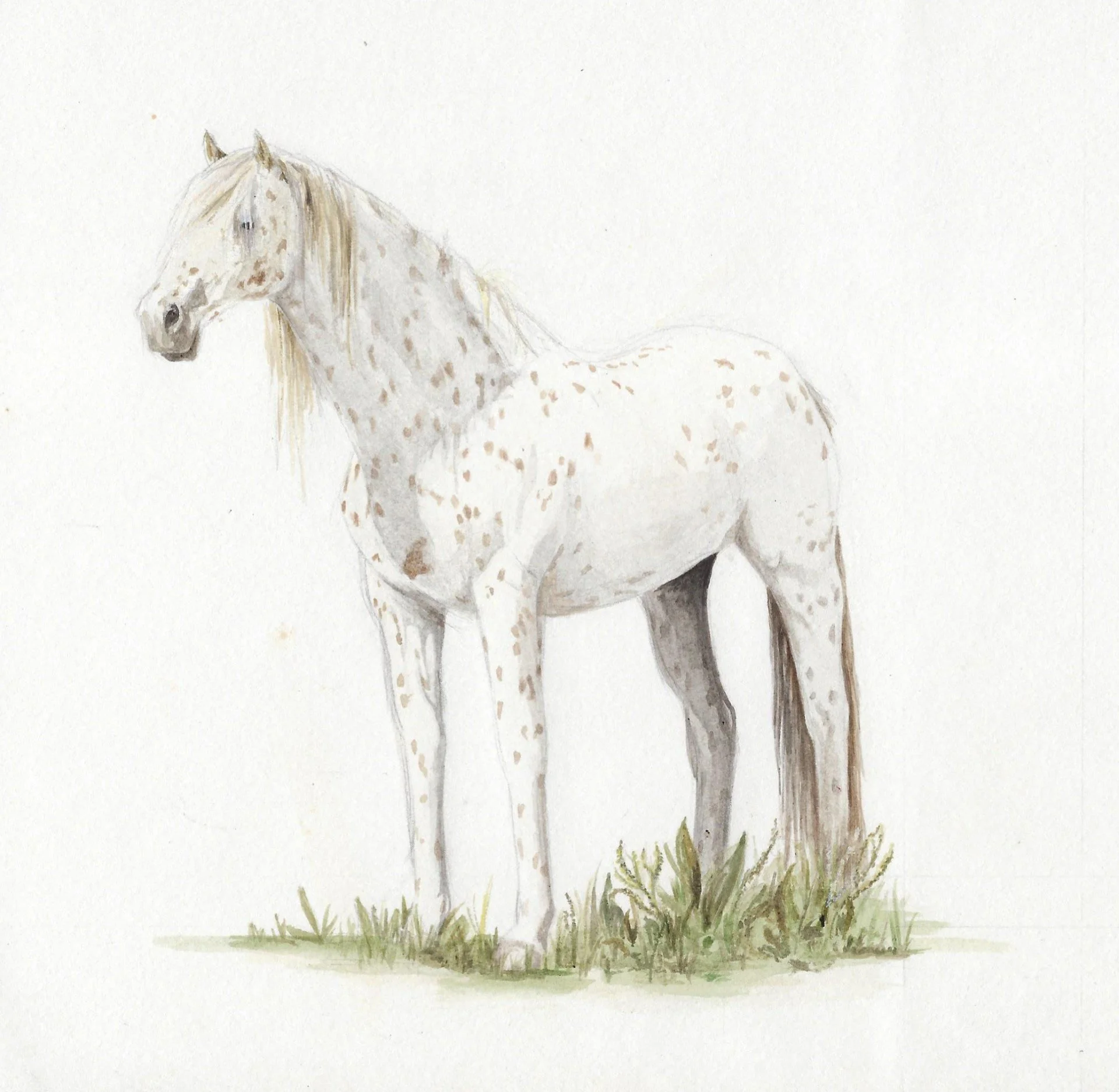 Appaloosa.jpg