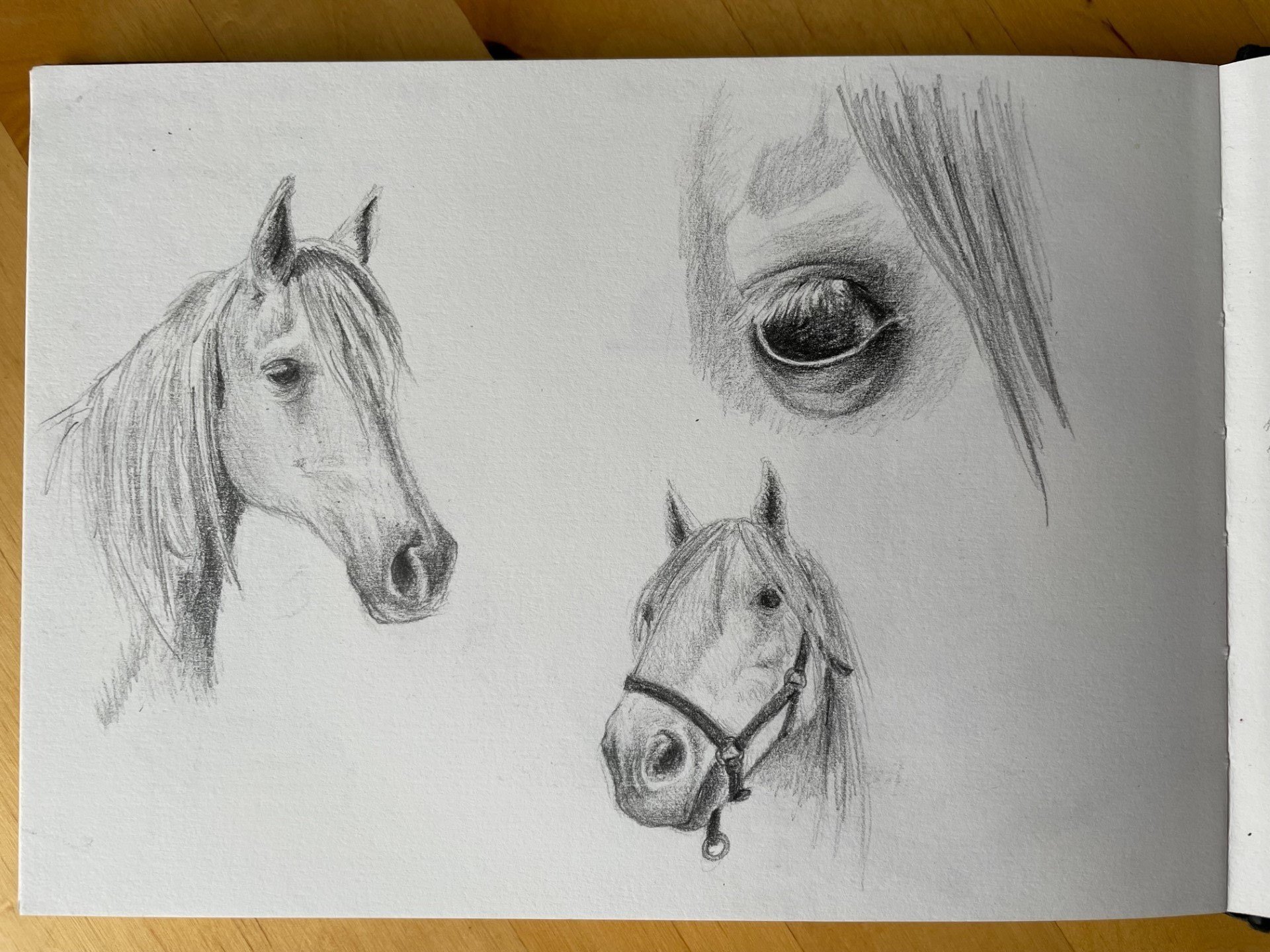 Horse+sketchbook2.jpg