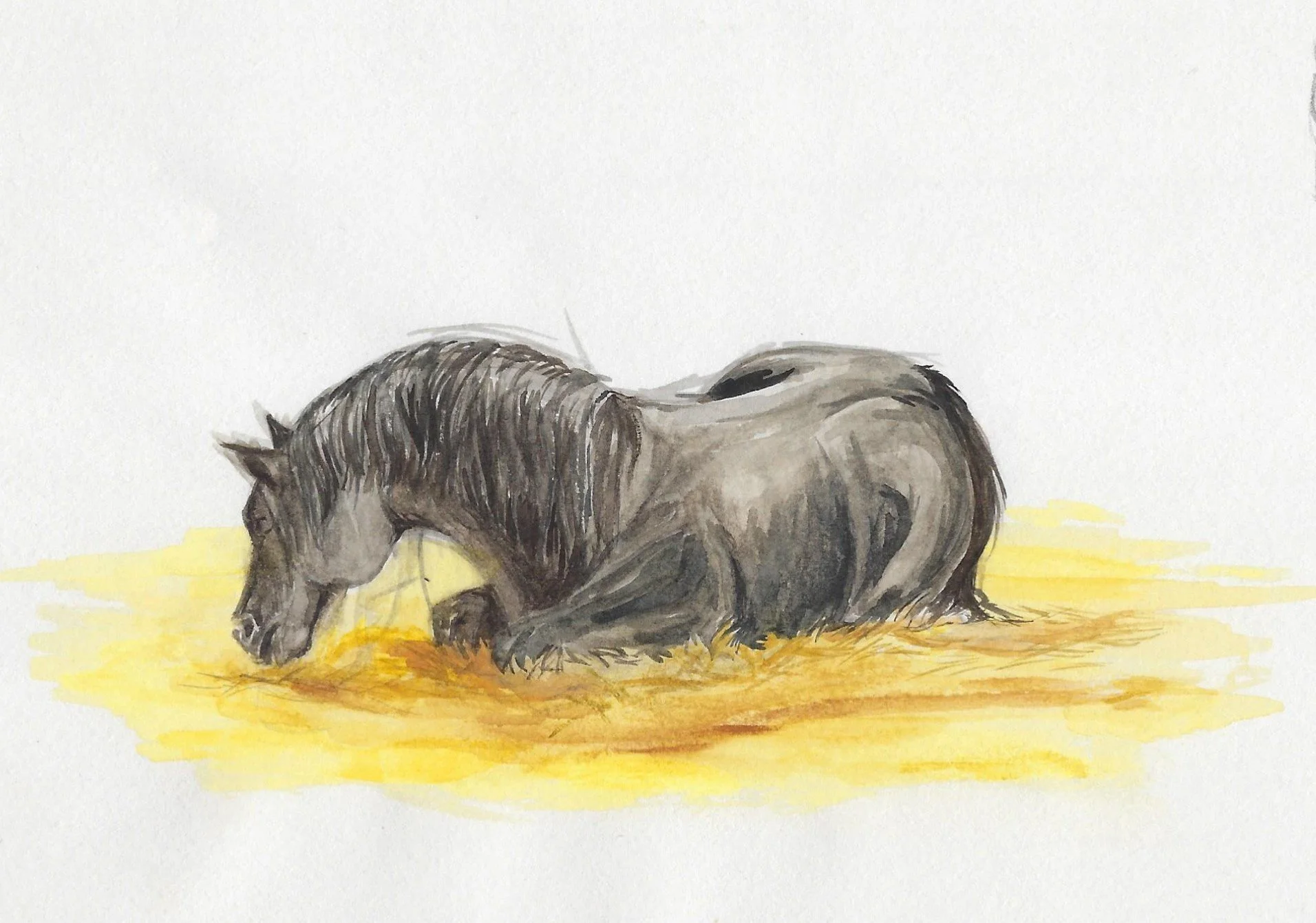 Sleeping Pony.jpg