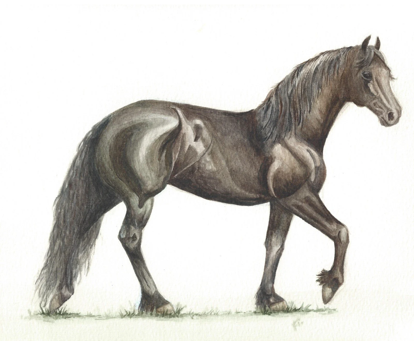 Fell Pony.jpg
