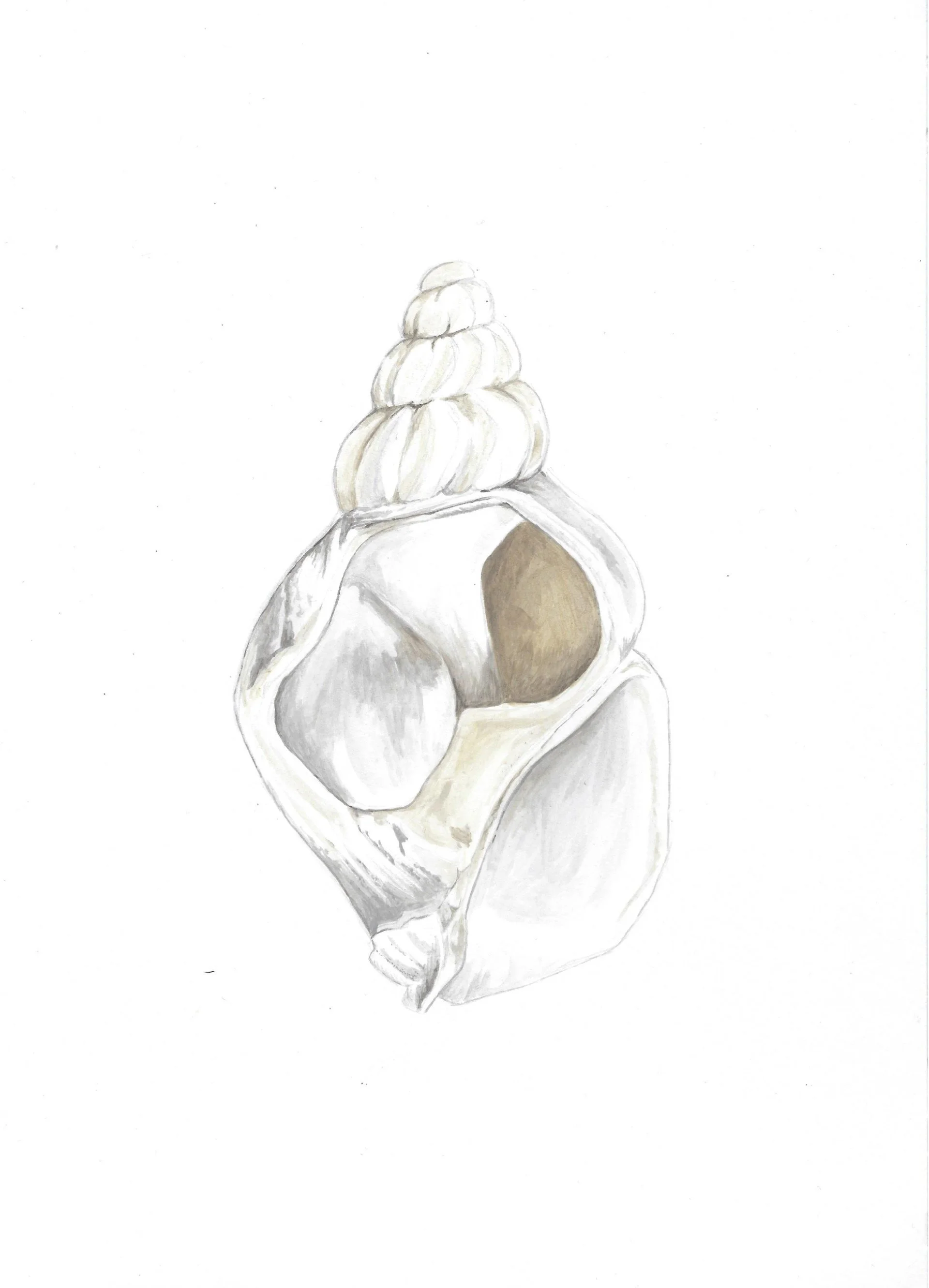 thumbnail_Shell Acrylic_001.jpg