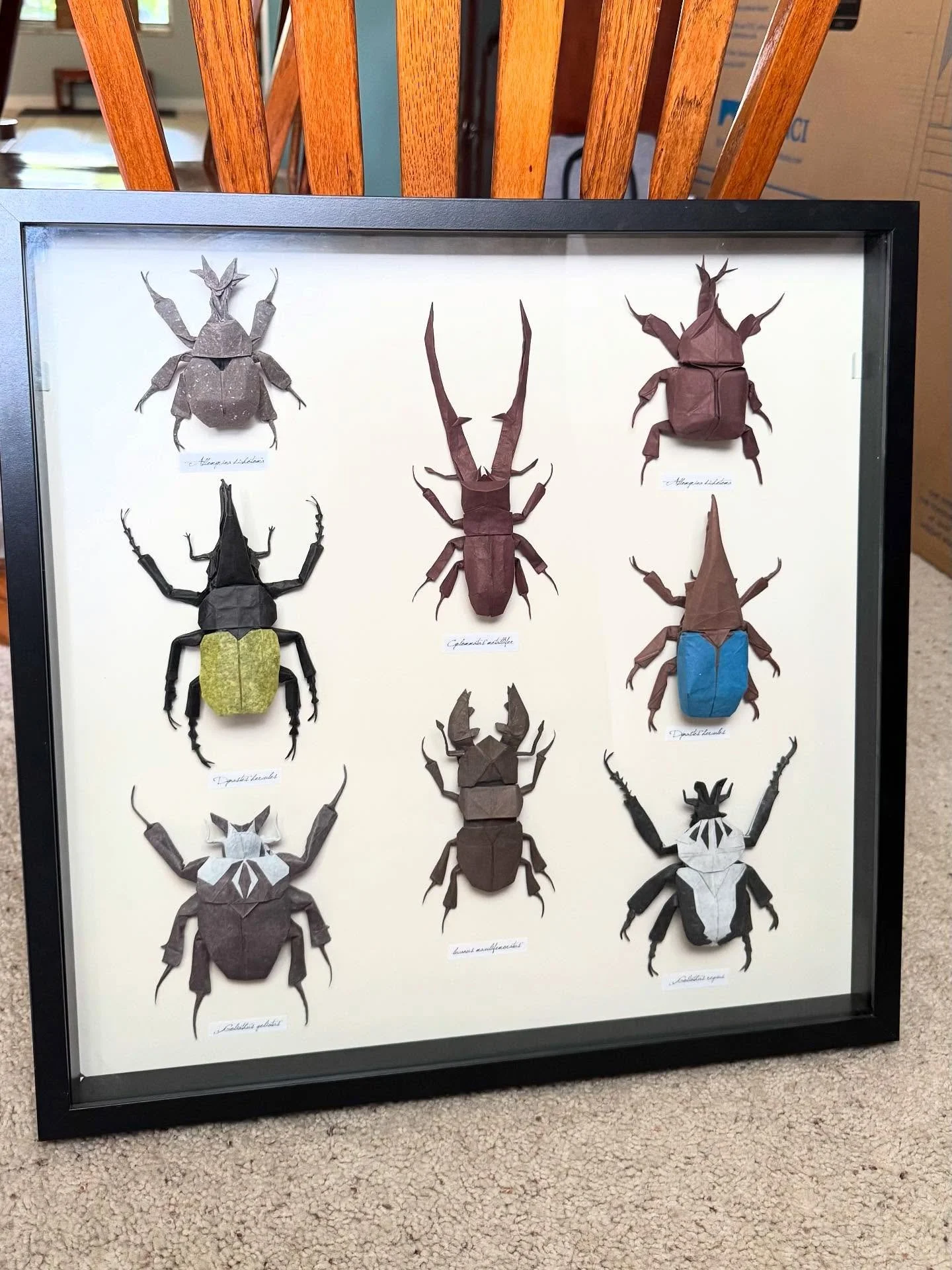 I assembled another bug box for my wall; folds from the last year or so. I really like the symmetry of this one, and it features two of my own designs that I&rsquo;m quite proud of.

I even rearranged my bug wall a bit to feature this box a bit more 