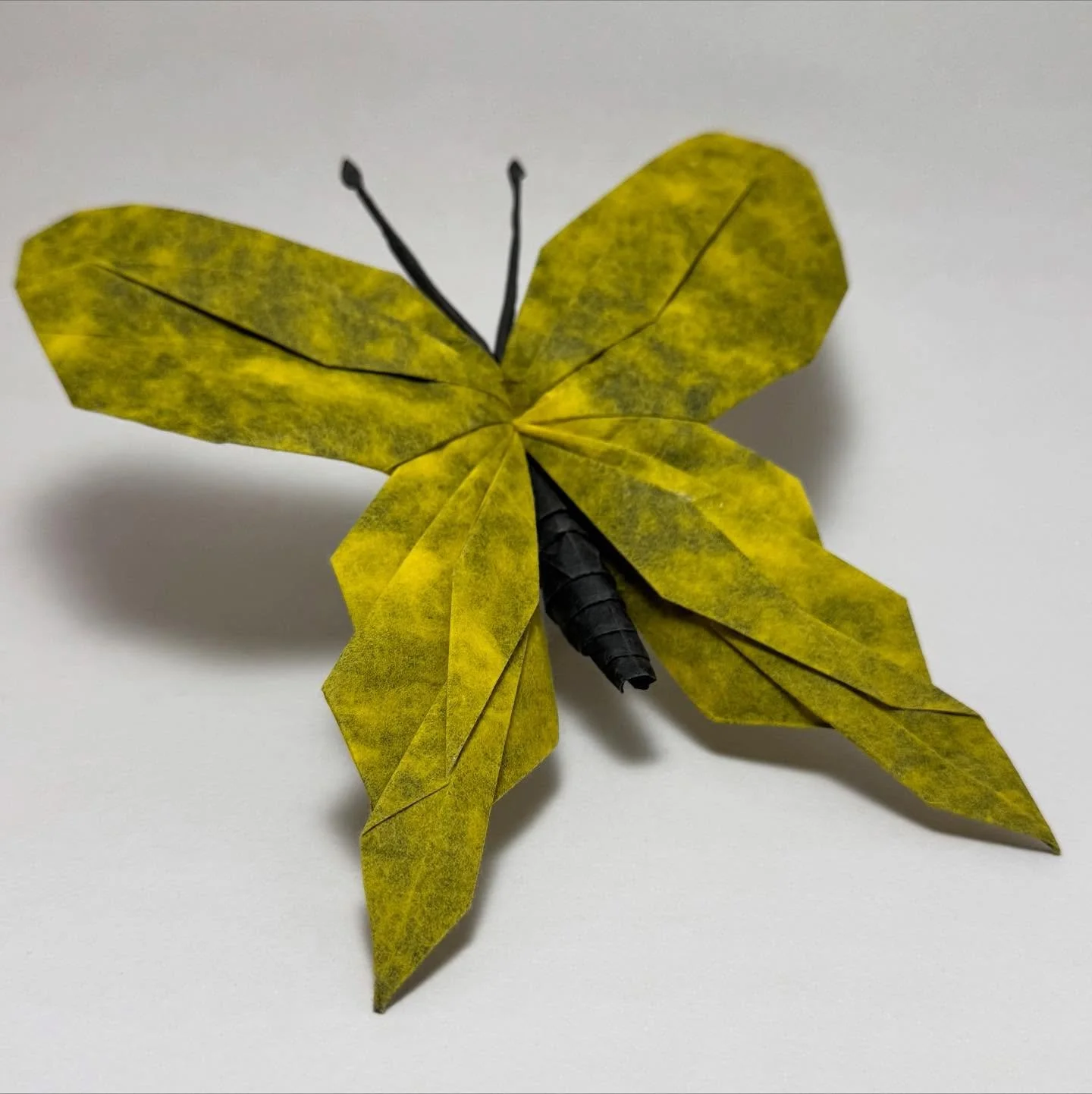 Butterfly, designed by Satoshi Kamiya. Folded from diagrams with a 44cm square of Cabbage Paper, Black/Yellow duo.
I intentionally chose to fold this model with a sheet where the yellow side was a bit uneven, showing the pattern of the fibers to give