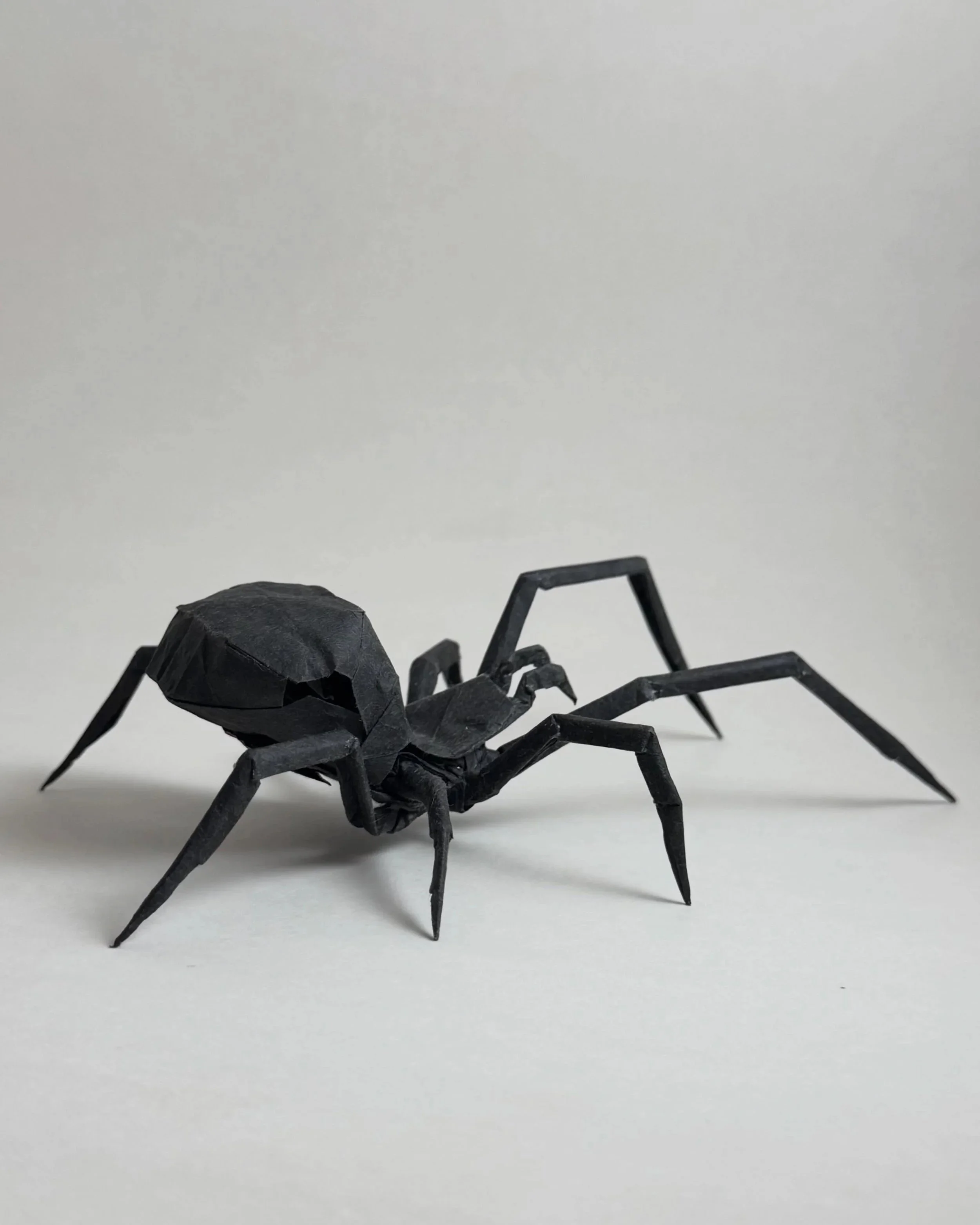 Black Widow Spider