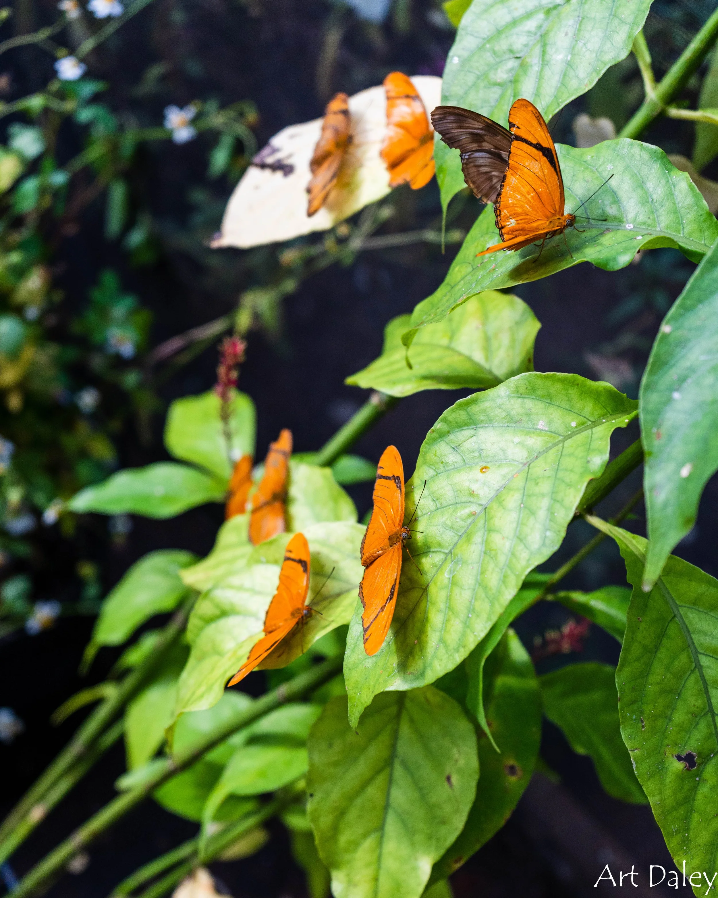 Butterfly Dans-26.jpg
