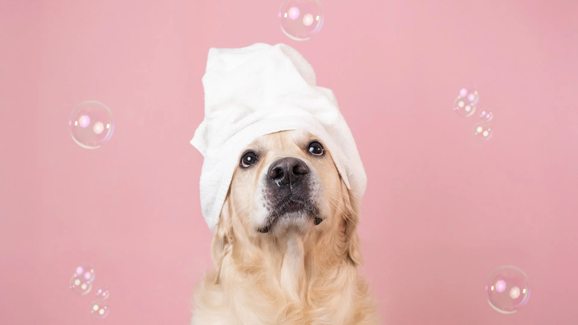 Happy dog with hat and bubbles representing the joy of a divorcing mother celebrating some me time