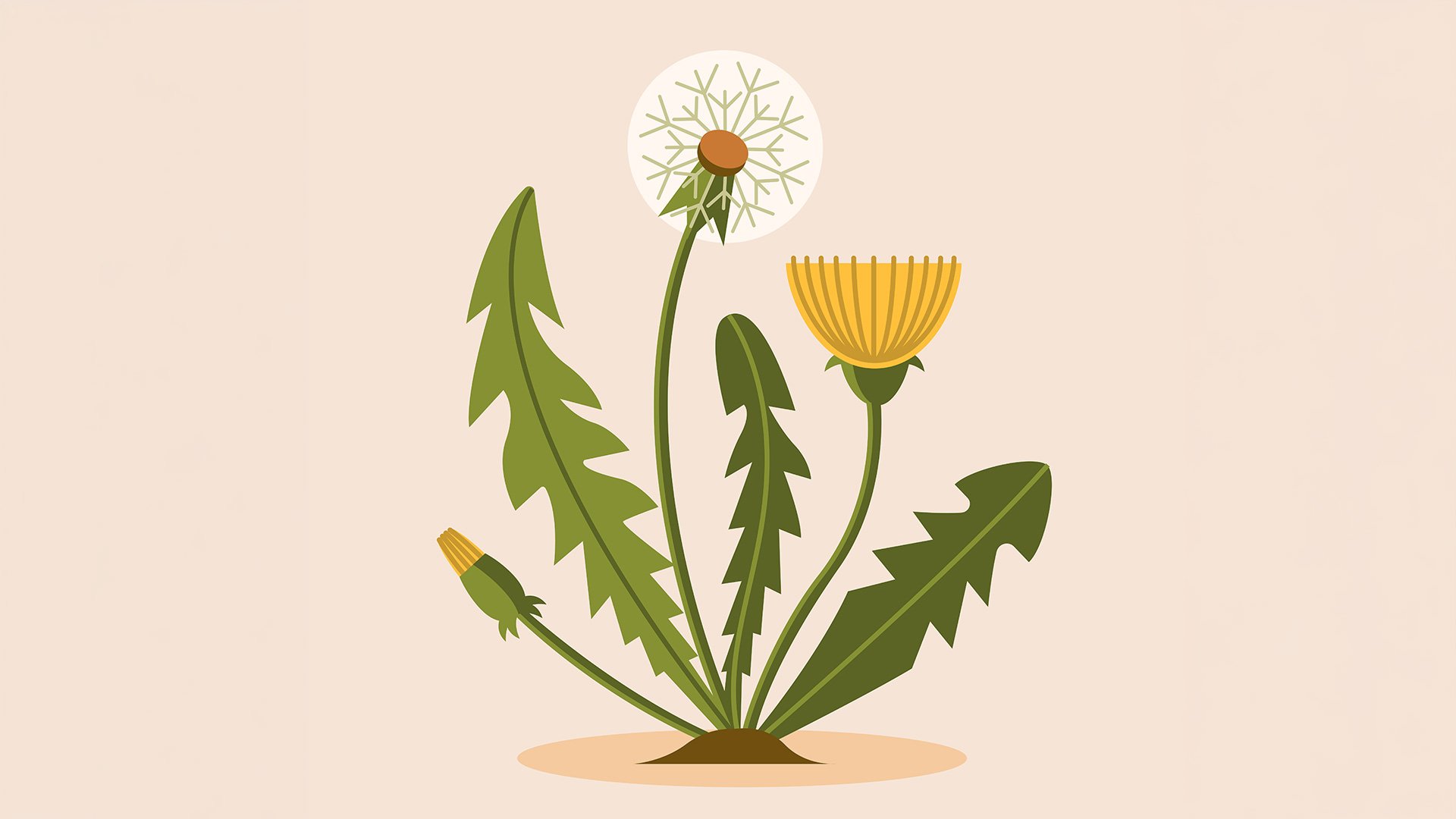 Avoiding Divorce Weeds: How to Stop Getting Derailed and Keep Moving Forward
