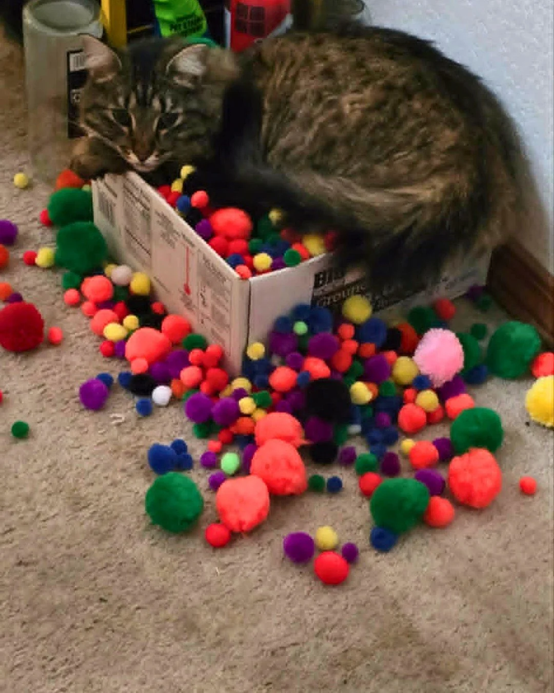 This is Ollie.

Ollie has been "feeling out the scene" for three days.

Ollie is not writing.

Ollie is, however, deeply committed to the pompoms.

My husband has been "feeling out the scene" for three weeks. He's felt out the cou