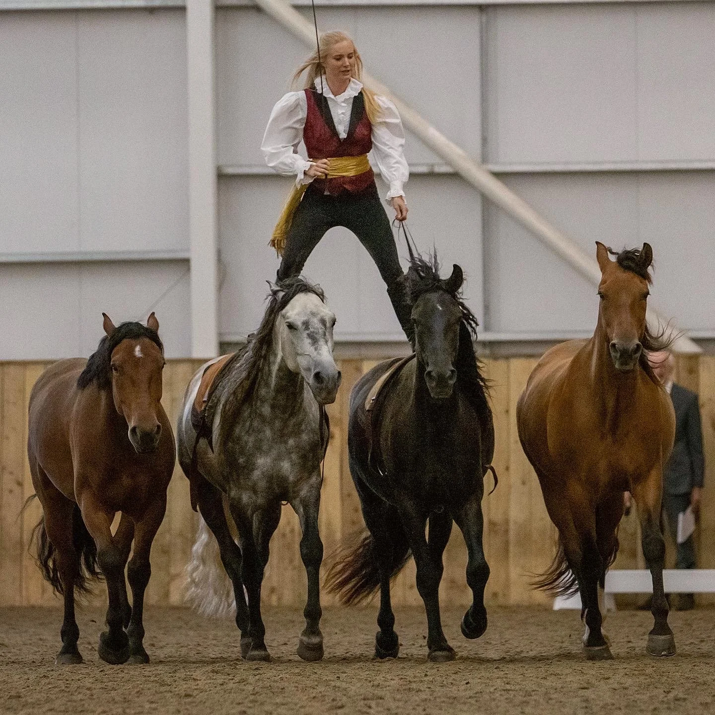 Learn how we train our horses from day 1 to advanced