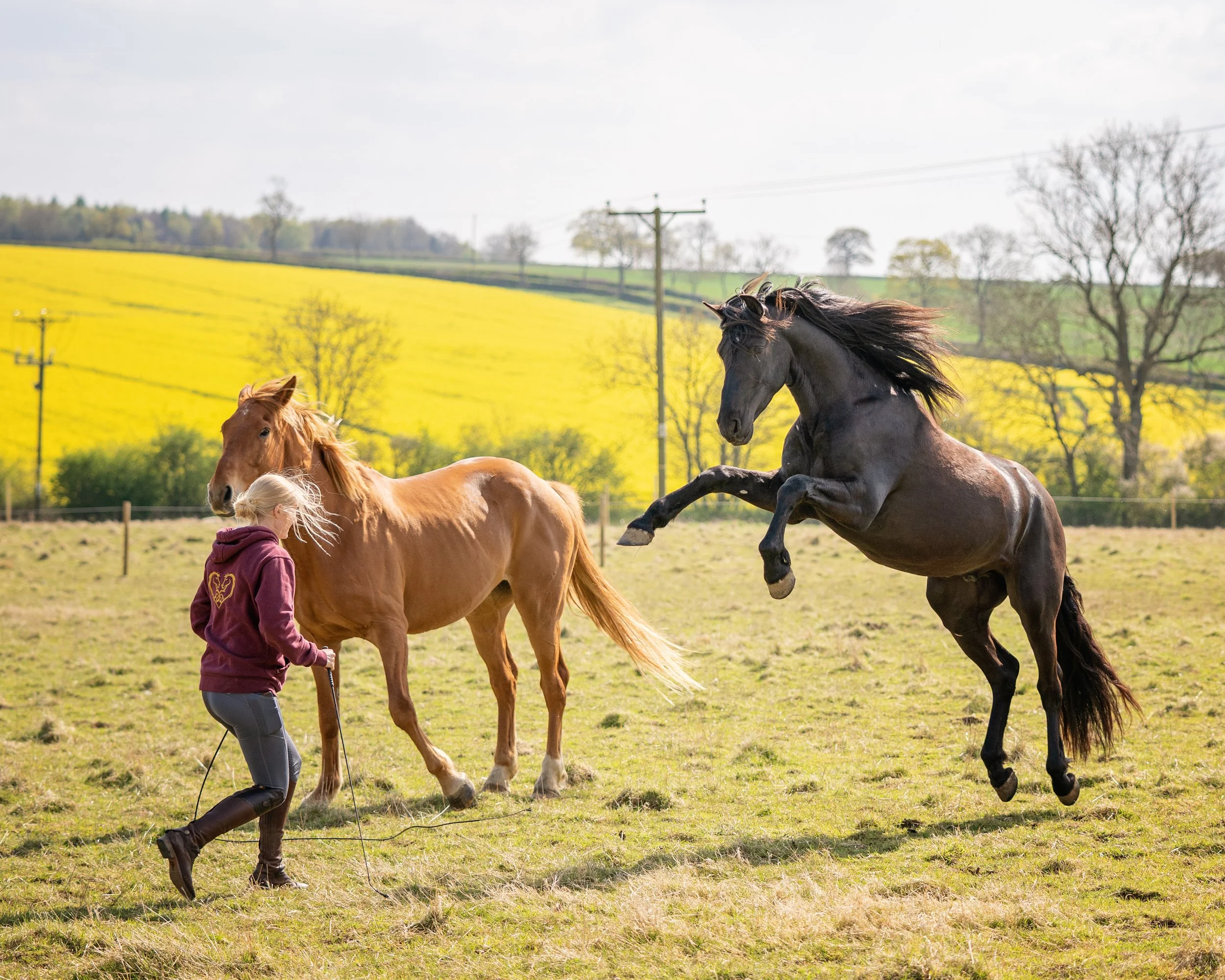 Understand Horse Behaviour &amp; Psychology