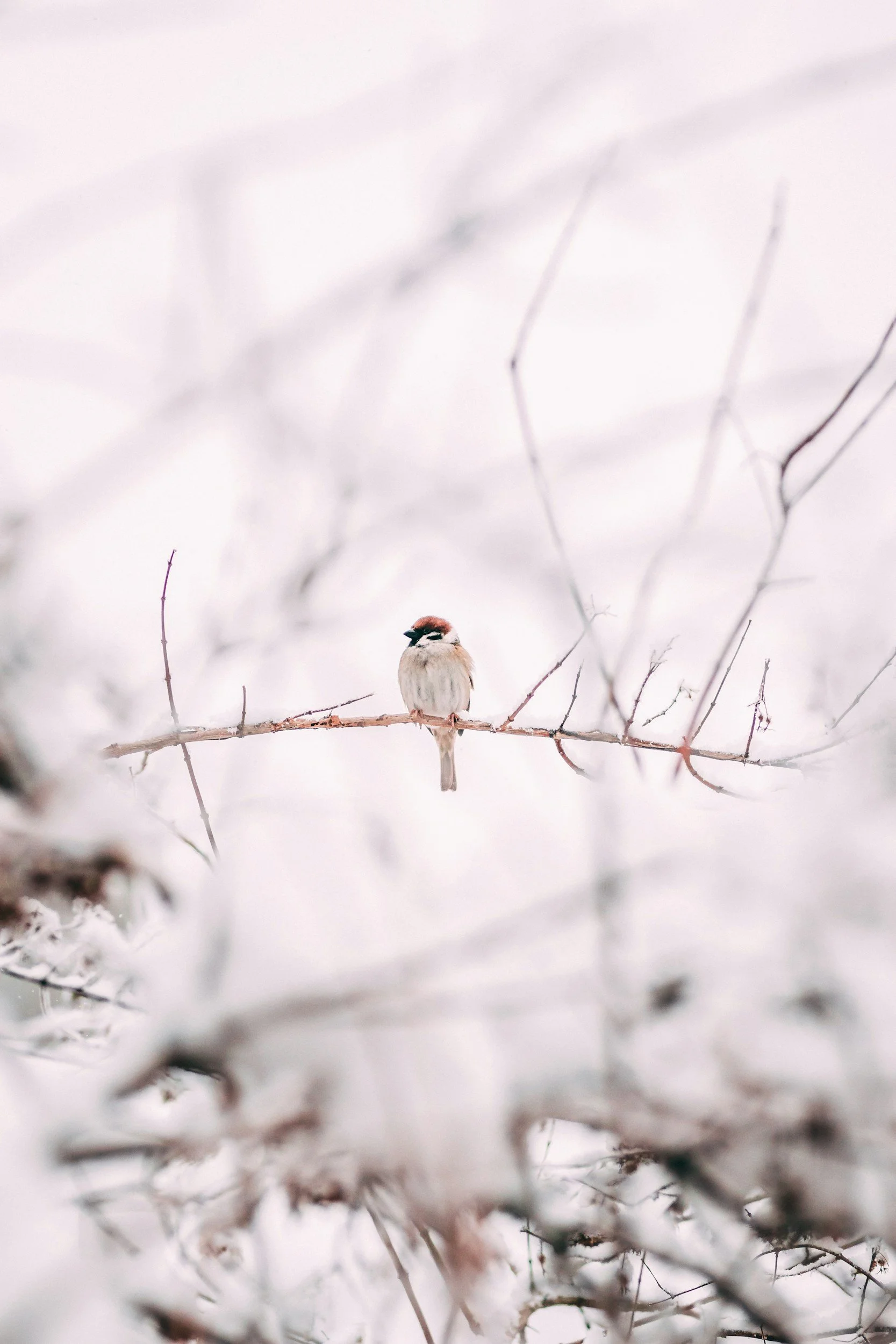 Winter Break