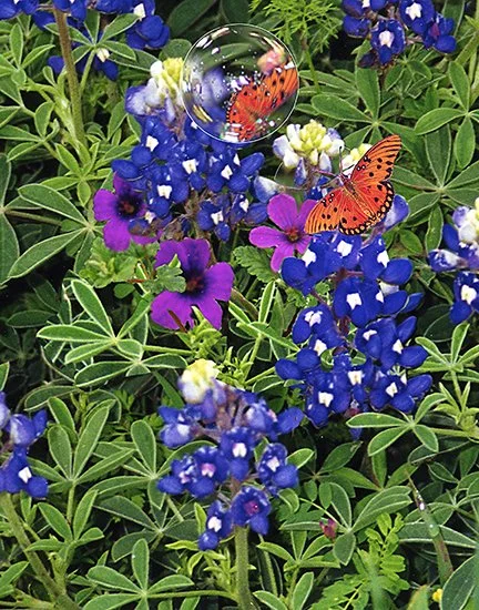 Bluebonnets and Butterflies