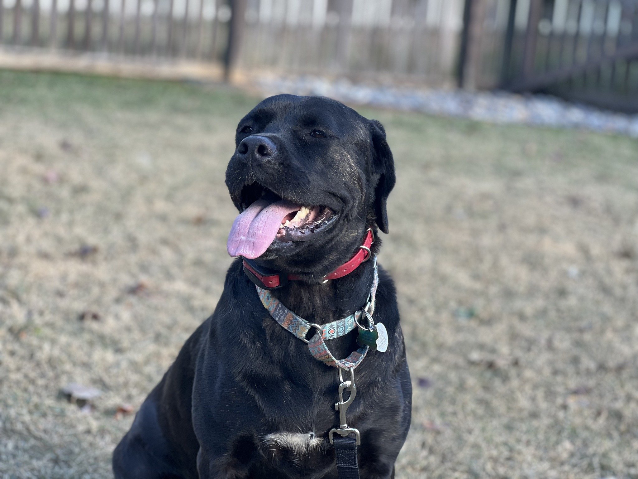 It's #nationalmixedbreeddogday and we want to see your mixed breed pups!

As a reminder, we are 25% off our basic or advanced obedience programs if you sign up before the end of the year!

This day (actually twice a year) is there to raise awareness 
