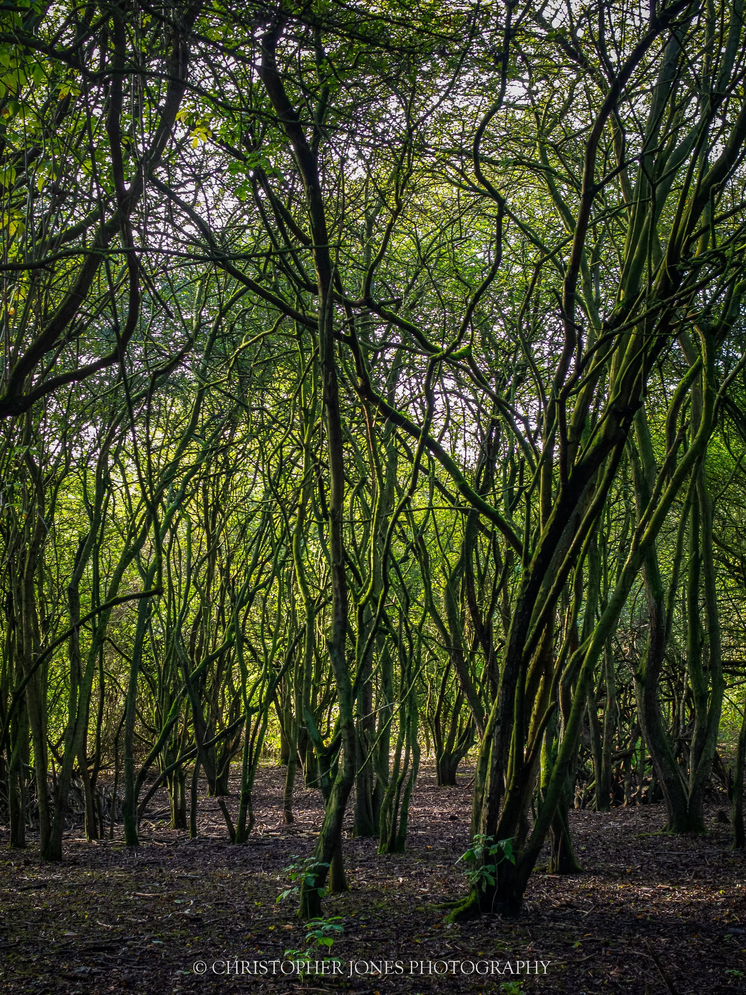 Humber Bridge County Park Woodland