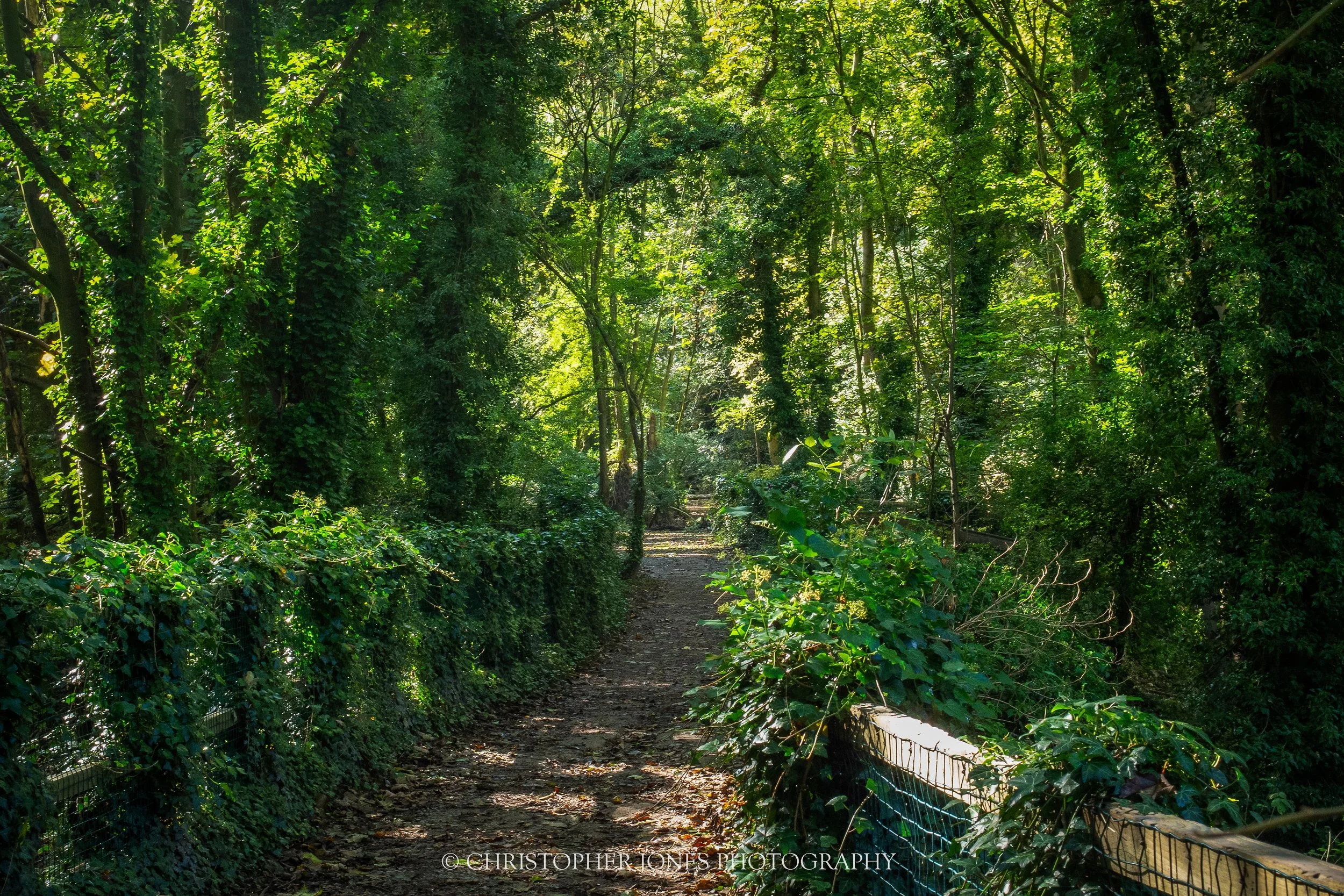 Humber Bridge County Park Woodland Path