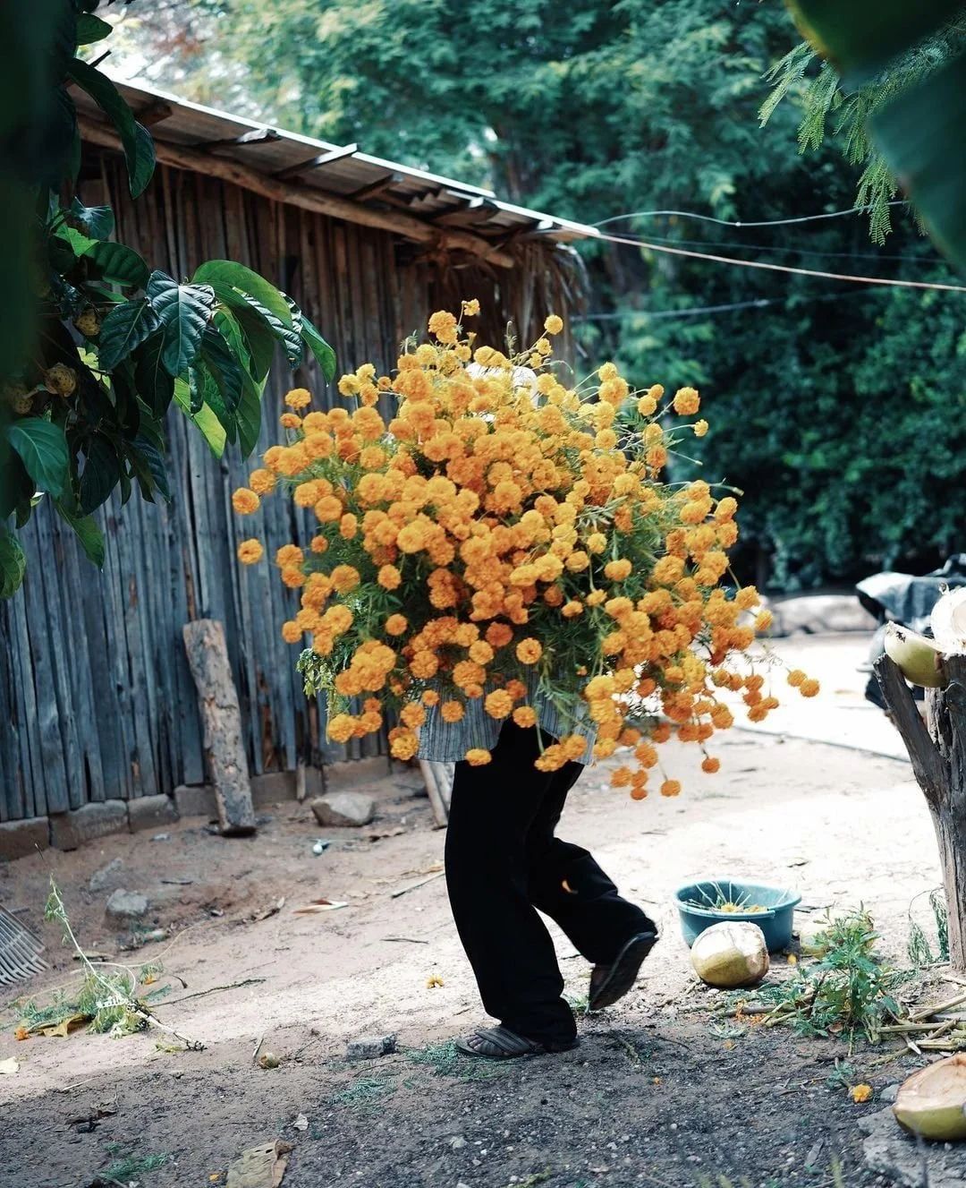 Person carrying a large bouquet of orange marigold flowers outdoors near a wooden fence and green trees.