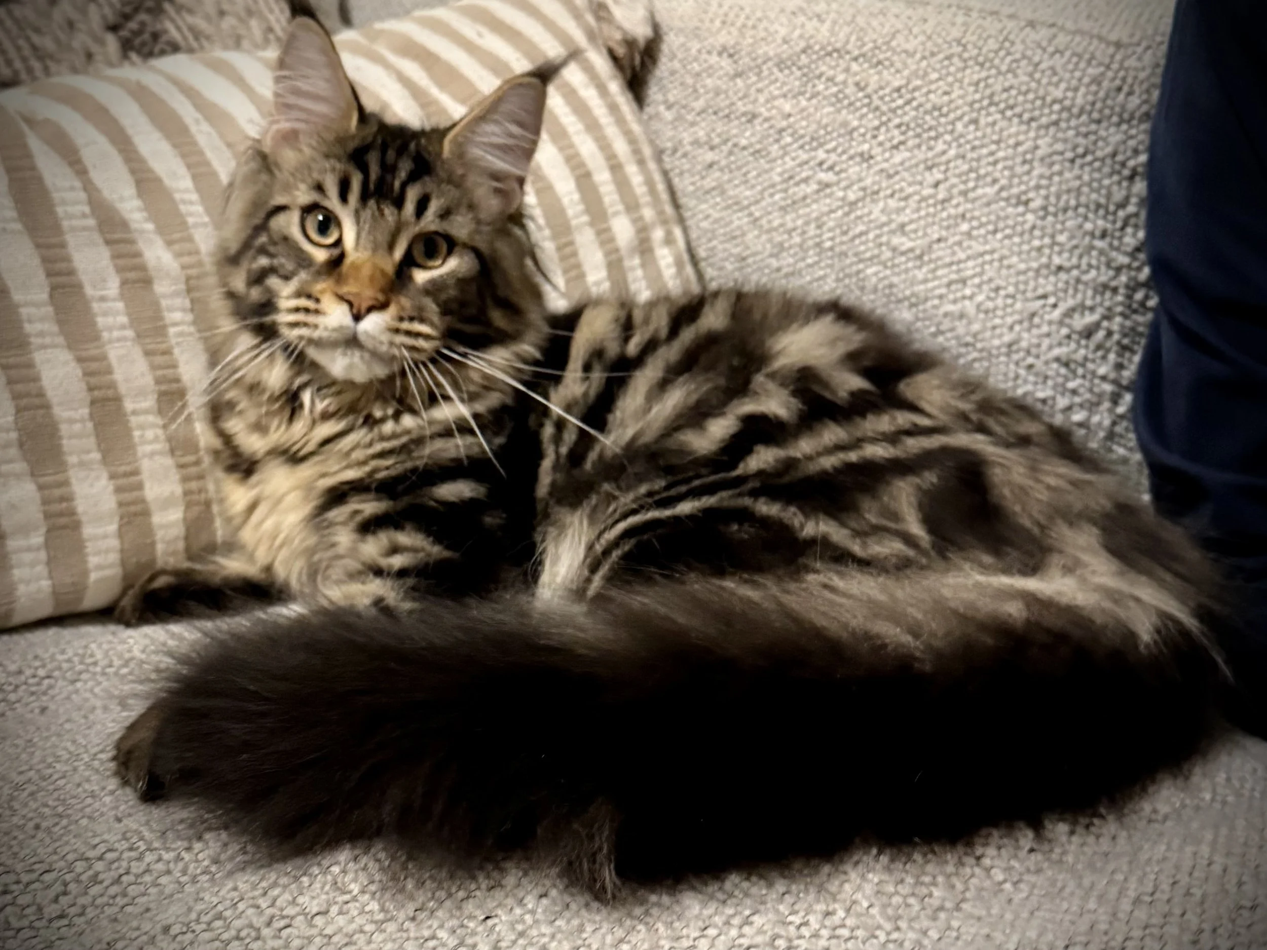 High Country Maine Coons Demir at home in Littleton CO.  Demir is a 7 month old Maine Coon kitten