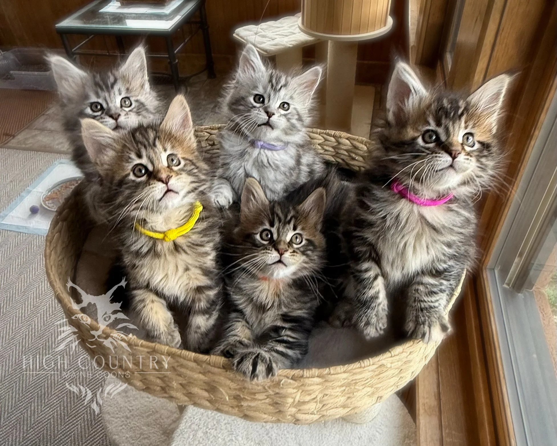 Six young kittens with striped fur and large eyes sitting in a woven basket, some wearing colored collars, in a cozy indoor setting.