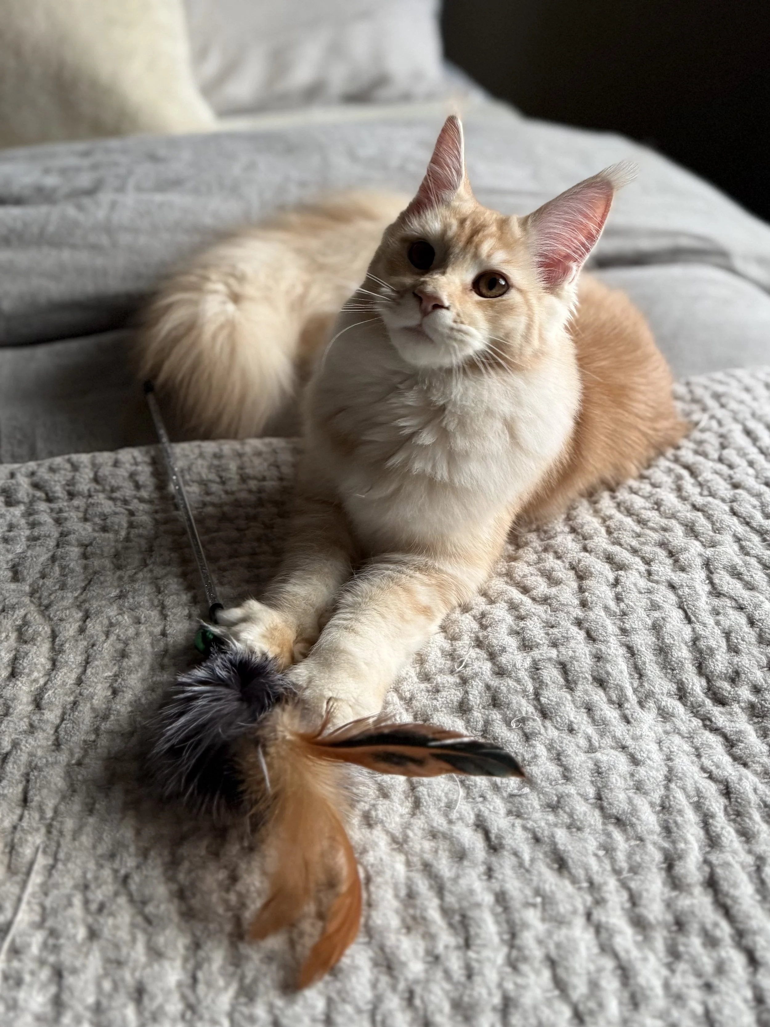 Tala in Conifer CO at a friends home.  Tala is a Maine Coon kitten lying on a textured blanket, gently holding a colorful feather toy with her paw.