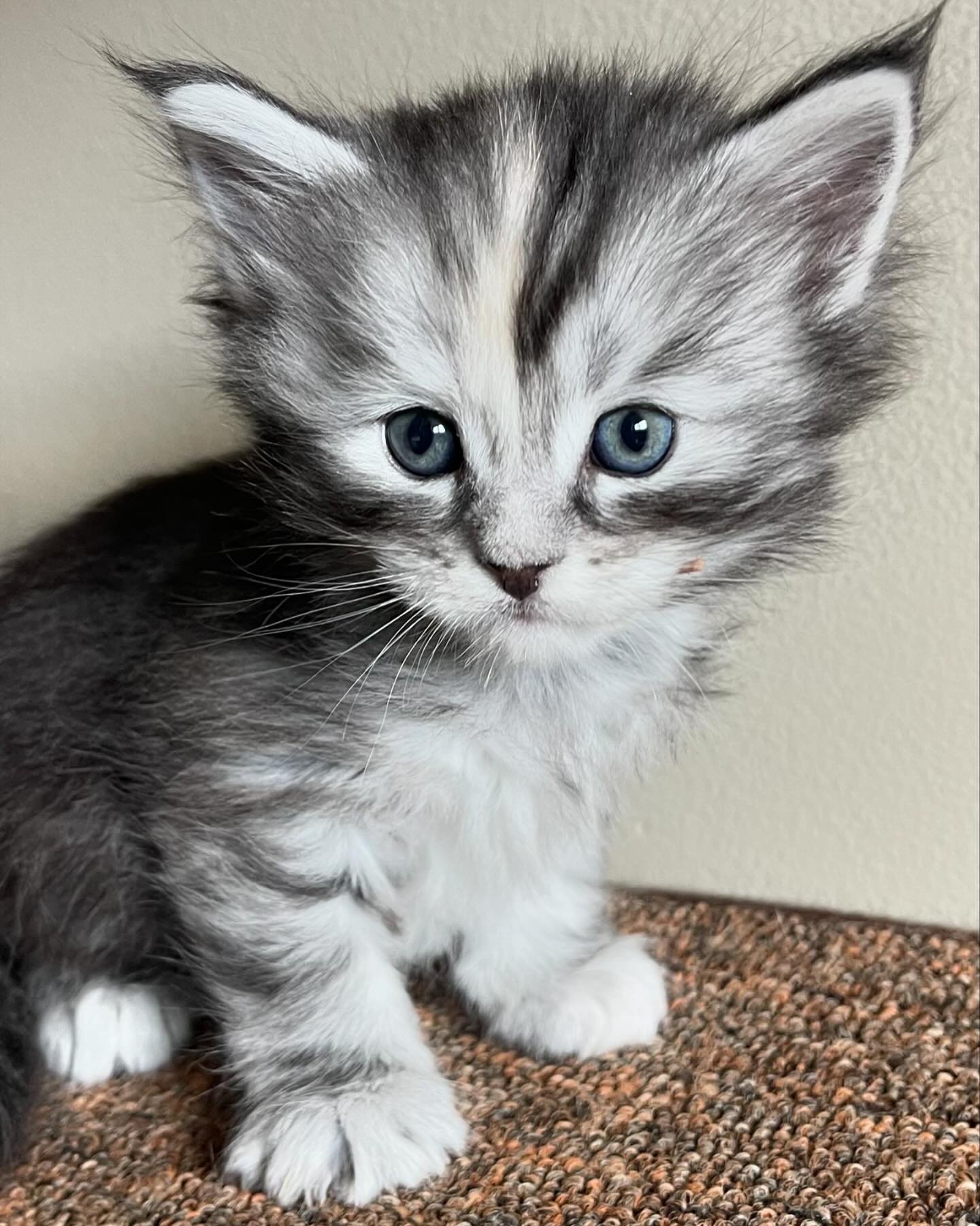 ✨FEATURED KITTEN✨
High Country Maine Coons &ldquo;Astra&rdquo;
Silver classic tabby ~ Female
&bull;
Astra is one of two girls in this litter! She is a sweetheart and has the best personality. She is looking for her FURever home!
&bull; 
LINK IN BIO T