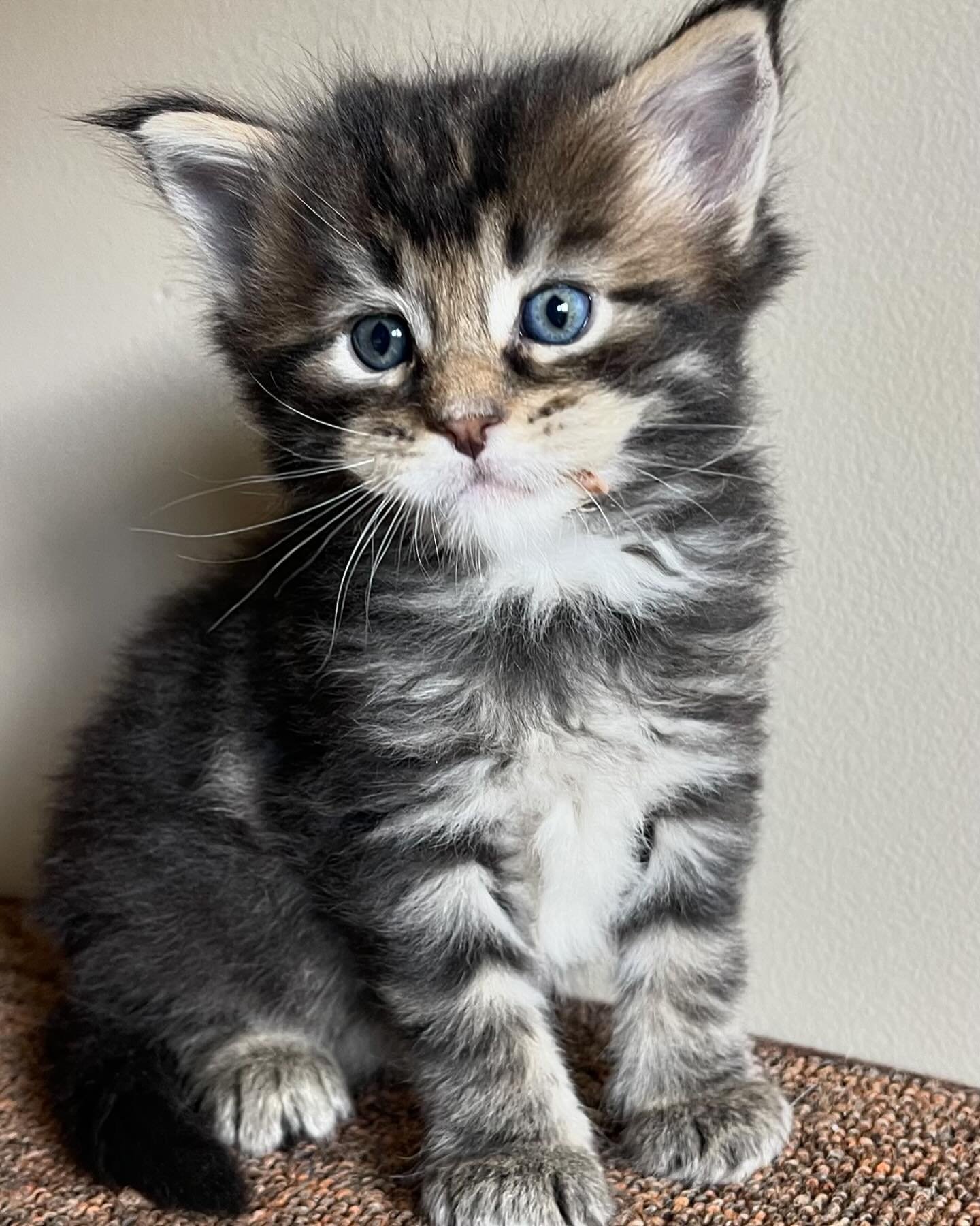 ✨FEATURED KITTEN✨
High Country Maine Coons &ldquo;Viggo&rdquo;
Black classic tabby ~ Male
&bull;
This handsome boy is looking for his FURever home!
&bull; 
LINK IN BIO TO INQUIRE!

#mainecoon #mainecoons #mainecooncat #mainecoonlovers #bigcats #large