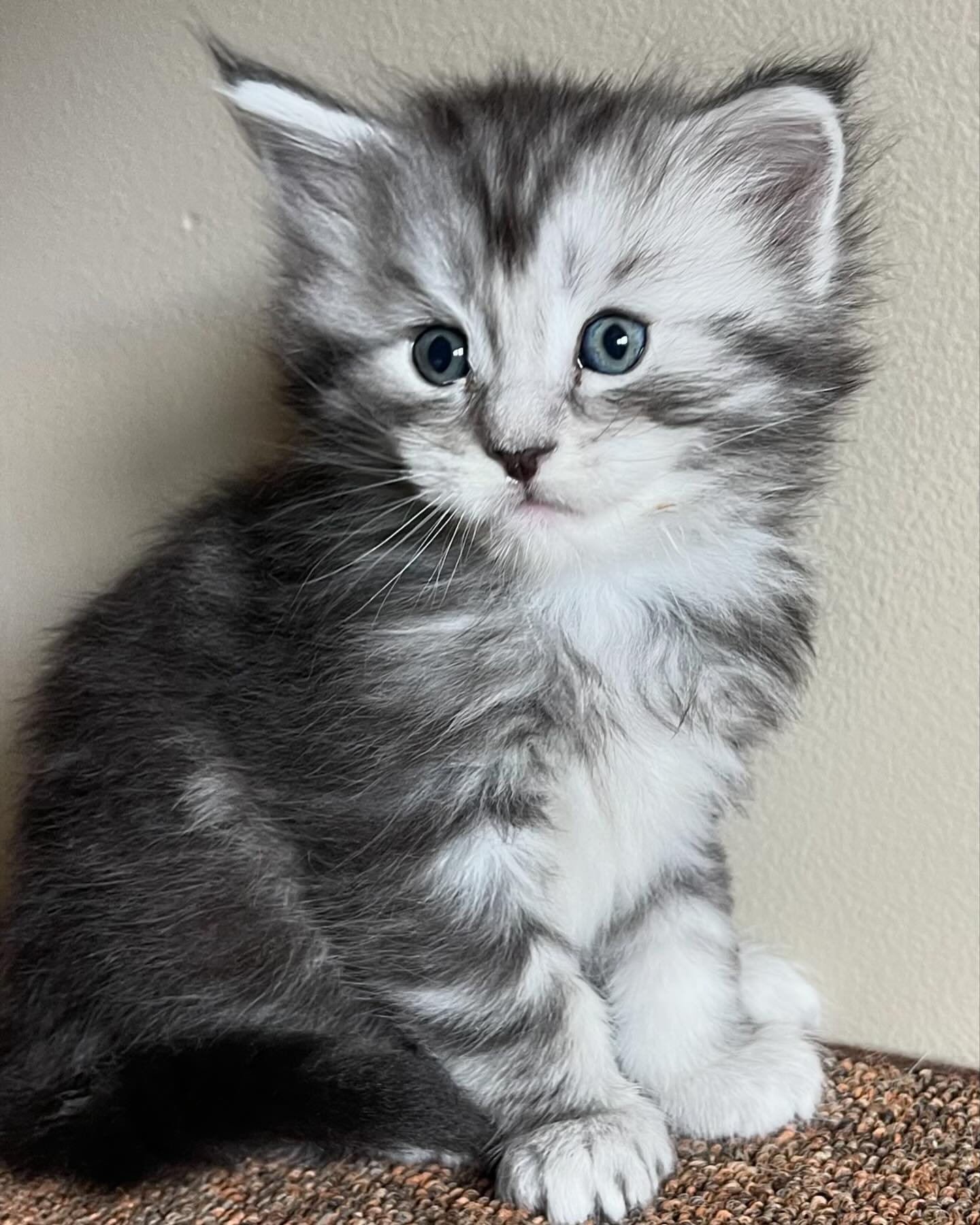✨FEATURED KITTEN✨
High Country Maine Coons &ldquo;Ragnar&rdquo;
Silver classic tabby ~ Male
&bull;
Looking for a fur buddy? Look no further! Ragnar is looking for his FURever home!
&bull; 
LINK IN BIO TO INQUIRE!

#mainecoon #mainecoons #mainecooncat