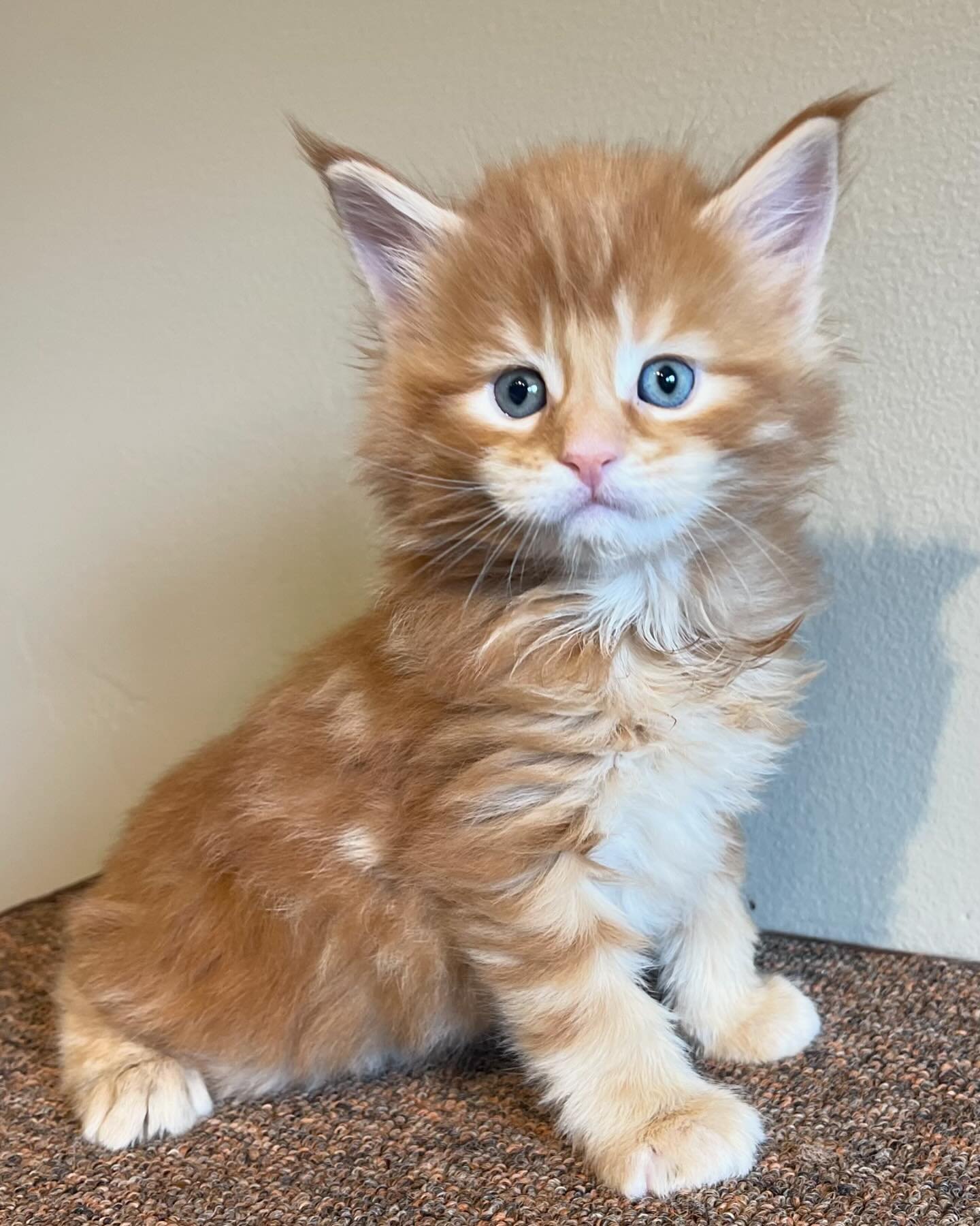 ✨FEATURED KITTEN✨
High Country Maine Coons &ldquo;Erik&rdquo;
Red classic tabby ~ Male
&bull;
Meet Erik! We love our little redhead! He is looking for his FURever home!
&bull; 
LINK IN BIO TO INQUIRE!

#mainecoon #mainecoons #mainecooncat #mainecoonl