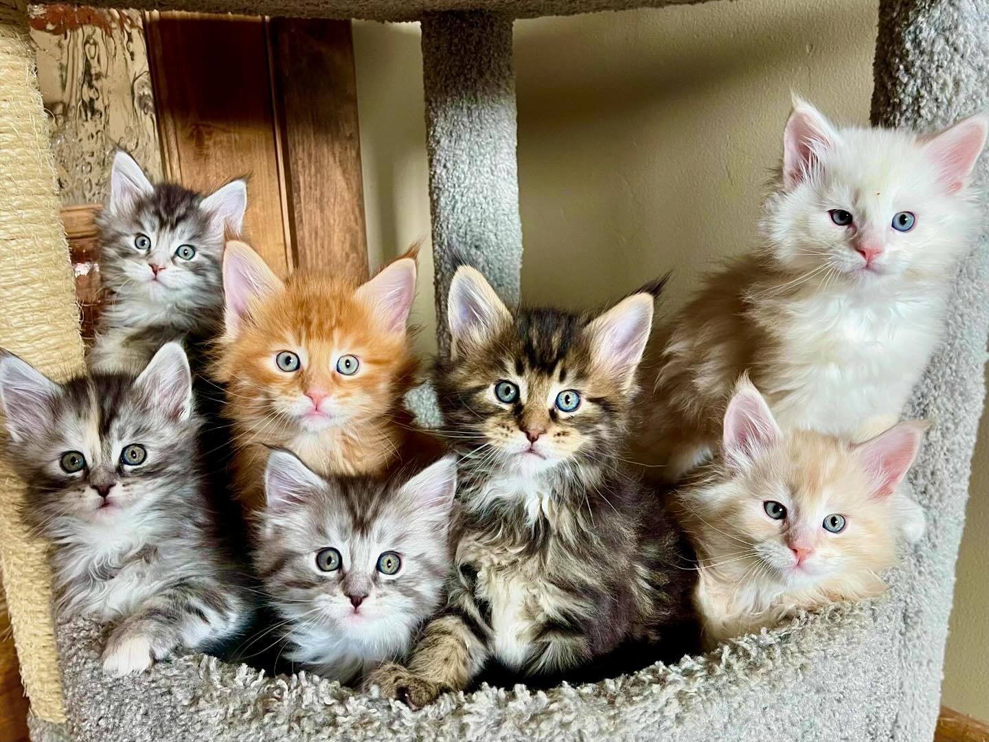 ✨SIX WEEKS OLD✨
&bull;
We can hardly stand how quickly they are growing up!
&bull;
#mainecoon #mainecoons #mainecooncat #mainecoonlovers #bigcats #largecat #kitten #kittens #kittensofinstagram #mainecoonkitten #cat #catlover #catlife #litter #kittenl