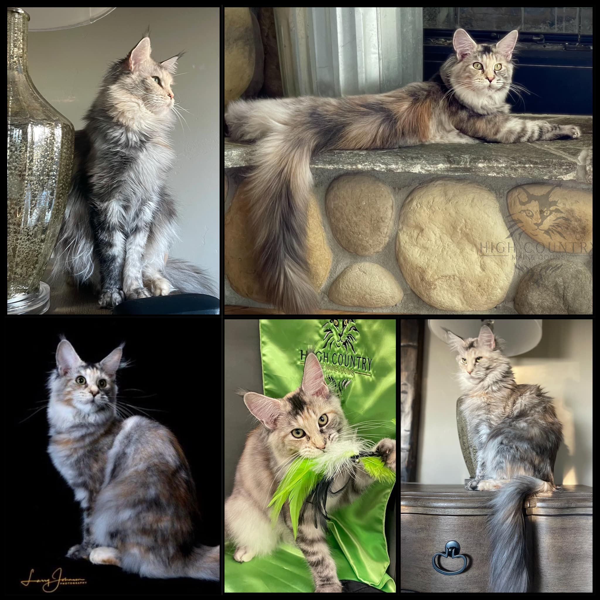 Happy birthday to our magnificent RW QGC Ranchcats Destinie of High Country Maine Coons. 
We love you to the moon and back!!