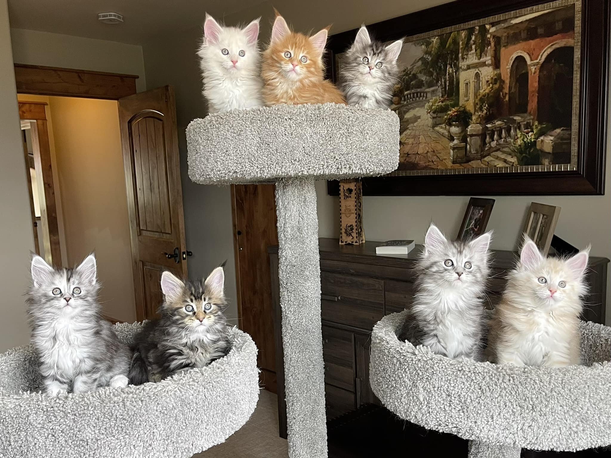❄️The Great Norsemen❄️
 Seven weeks old 🥰

(all kittens are reserved)

#kittens #mainecoon #mainecoonkittens #cutenessoverload