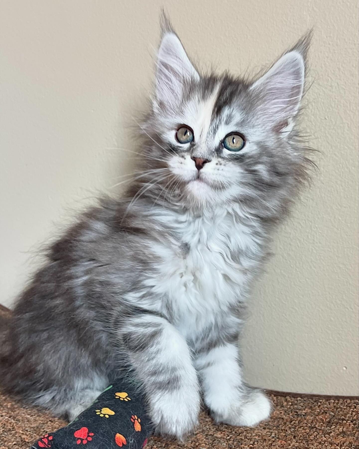 Happy Wednesday from Miss Astra 🧡🩶
&bull;The Great Norseman Litter&bull;

#mainecoon #mainecoons #mainecooncat #mainecoonlovers #bigcats #largecat #kitten #kittens #kittensofinstagram #mainecoonkitten #cat #catlover #catlife #litter