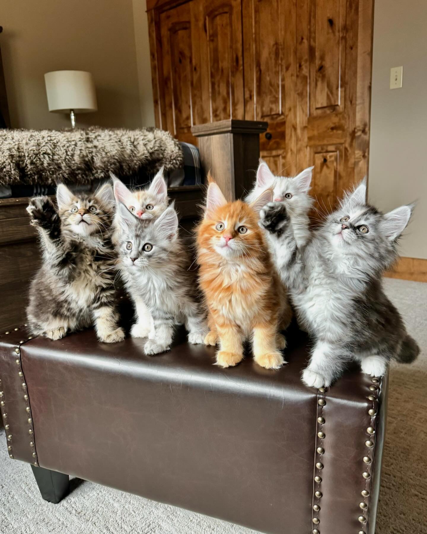 (Almost) NINE WEEKS! Holy cow time flies when we are having this much fun with our Great Norseman Litter. Just look at those little faces🫠🫠
&bull;
#mainecoon #mainecoons #mainecooncat #mainecoonlovers #bigcats #largecat #kitten #kittens #kittensofi