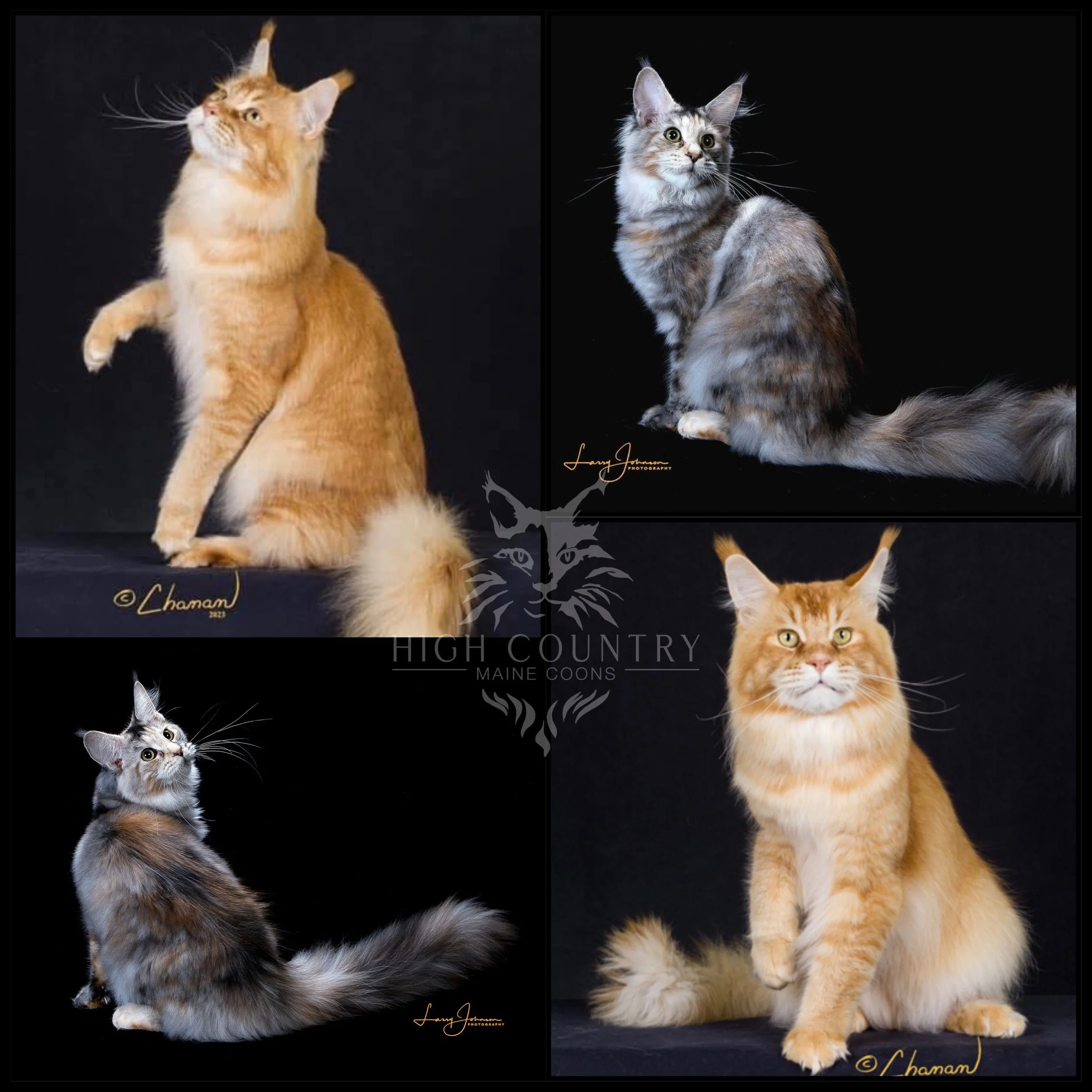 Unicum Loverboy of Star Studded Maine Coons bred with Ranchcats Destinie of High Country Maine Coons. Red ticked tabby and silver classic torbie.