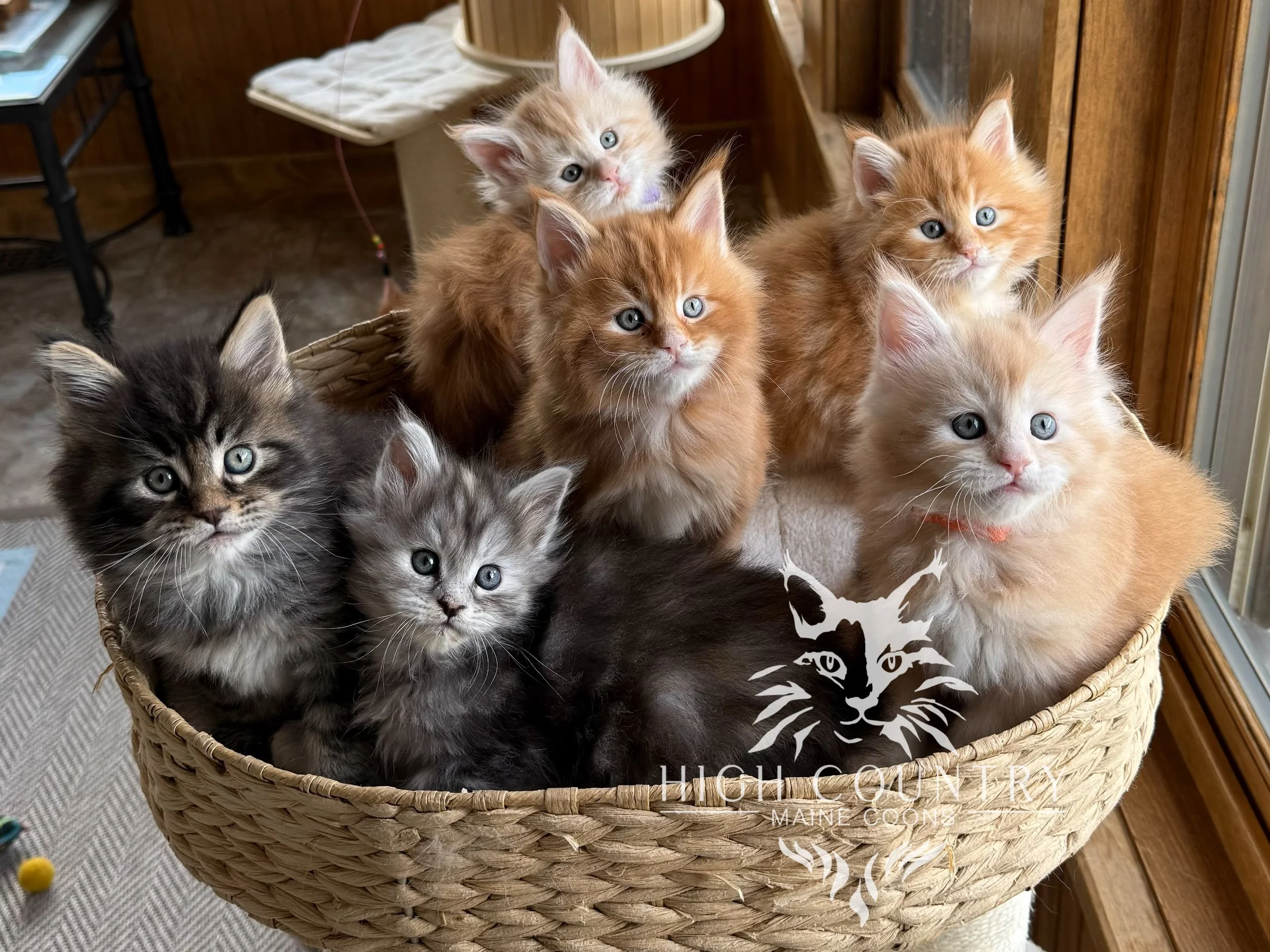 A basket filled with seven fluffy kittens with various fur colors, some orange and some grey.