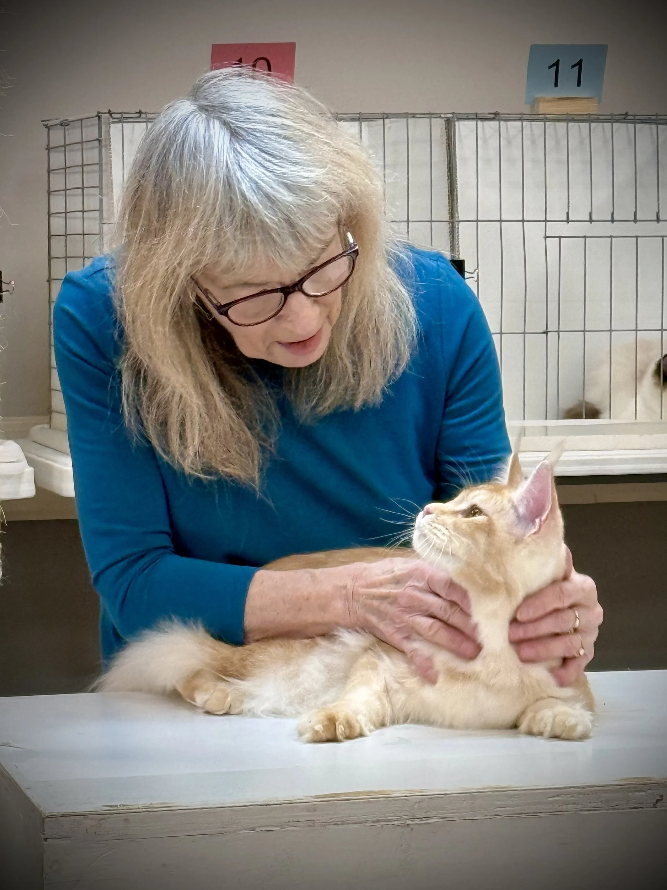 A woman with blonde hair and glasses gently holds an orange tabby cat on a table, with cages in the background labeled with number tags, indicating a veterinary or animal care setting.