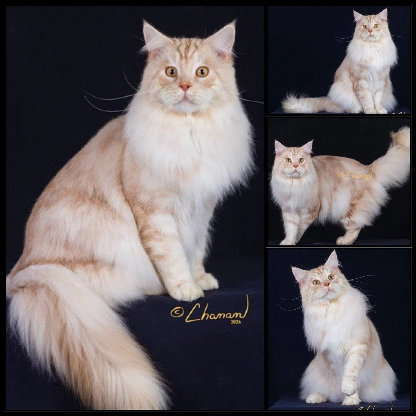 Collage of four photos of a long-haired cream-colored cat with large yellow eyes, black background.
