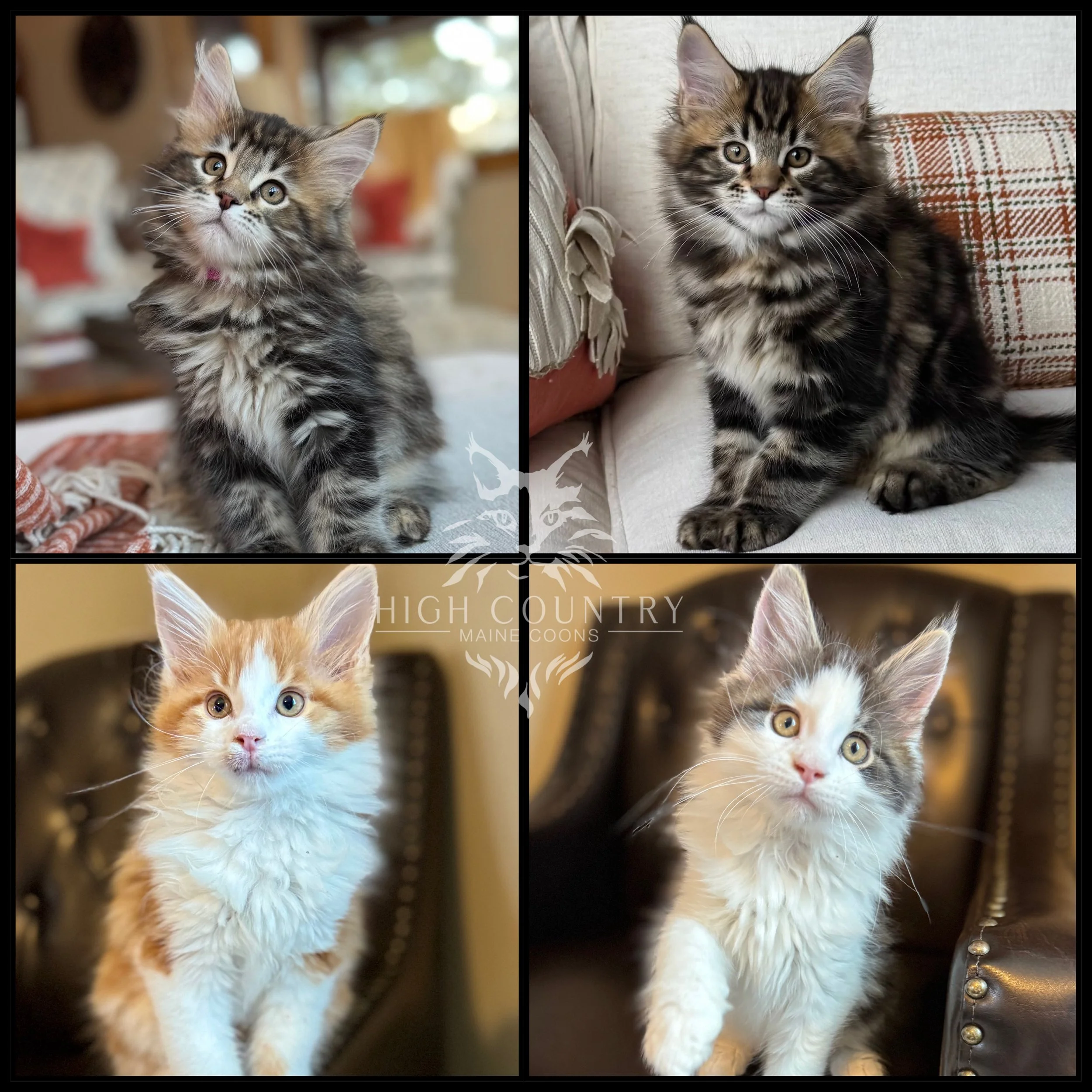 Four kittens, two whiskered tabby kittens in the top row sitting on couches, one orange and white kitten sitting on a leather chair, and one calico kitten on a different leather chair, all indoors.