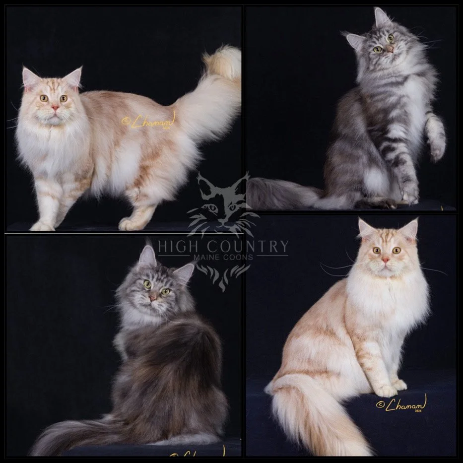 Syracoon Vipurr of High Country Maine Coons bred with High Country Maine Coons A Frosted Pearl. Red silver classic tabby and silver classic torbie.