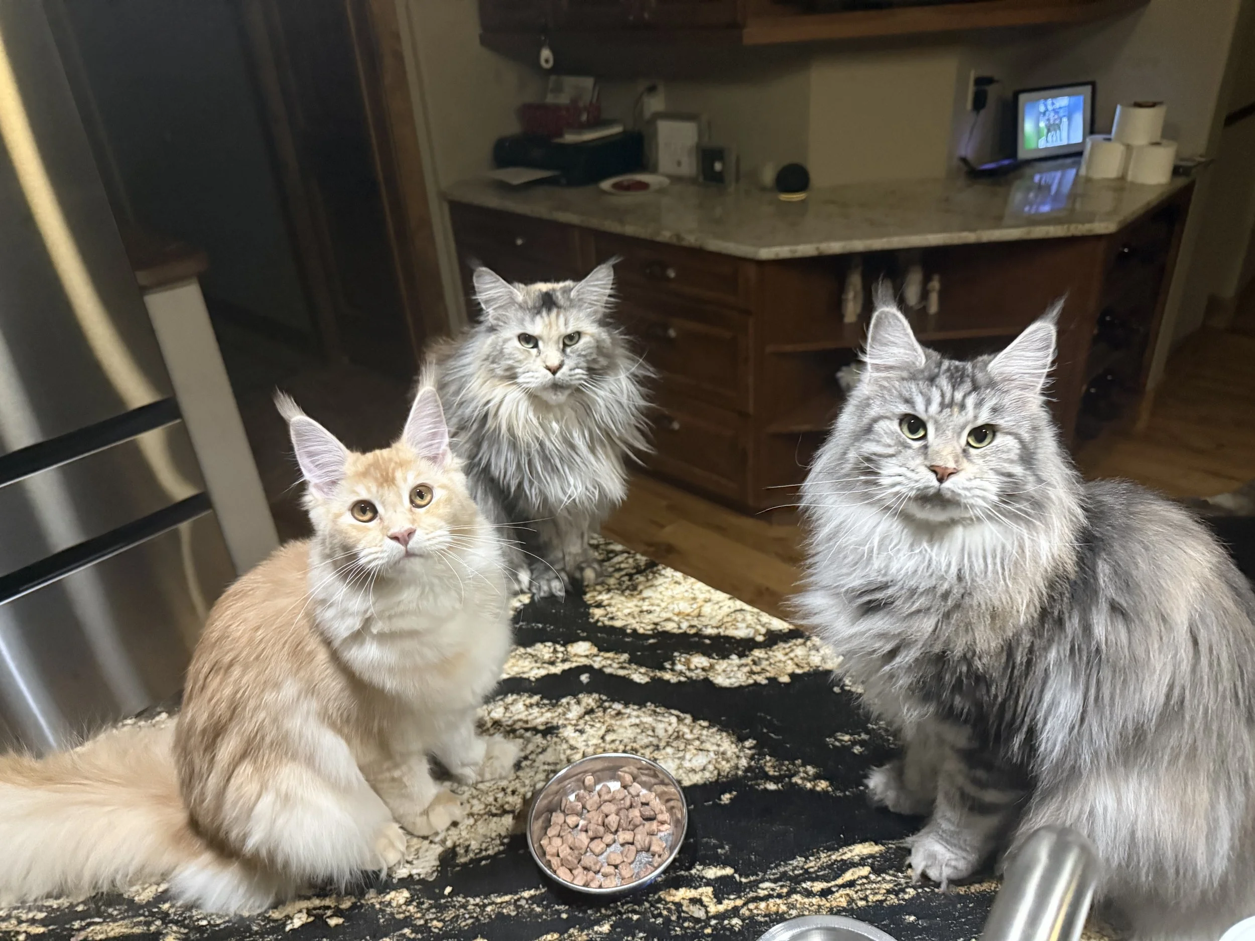 Three Maine Coon cats on a kitchen counter with a bowl of dry cat food.