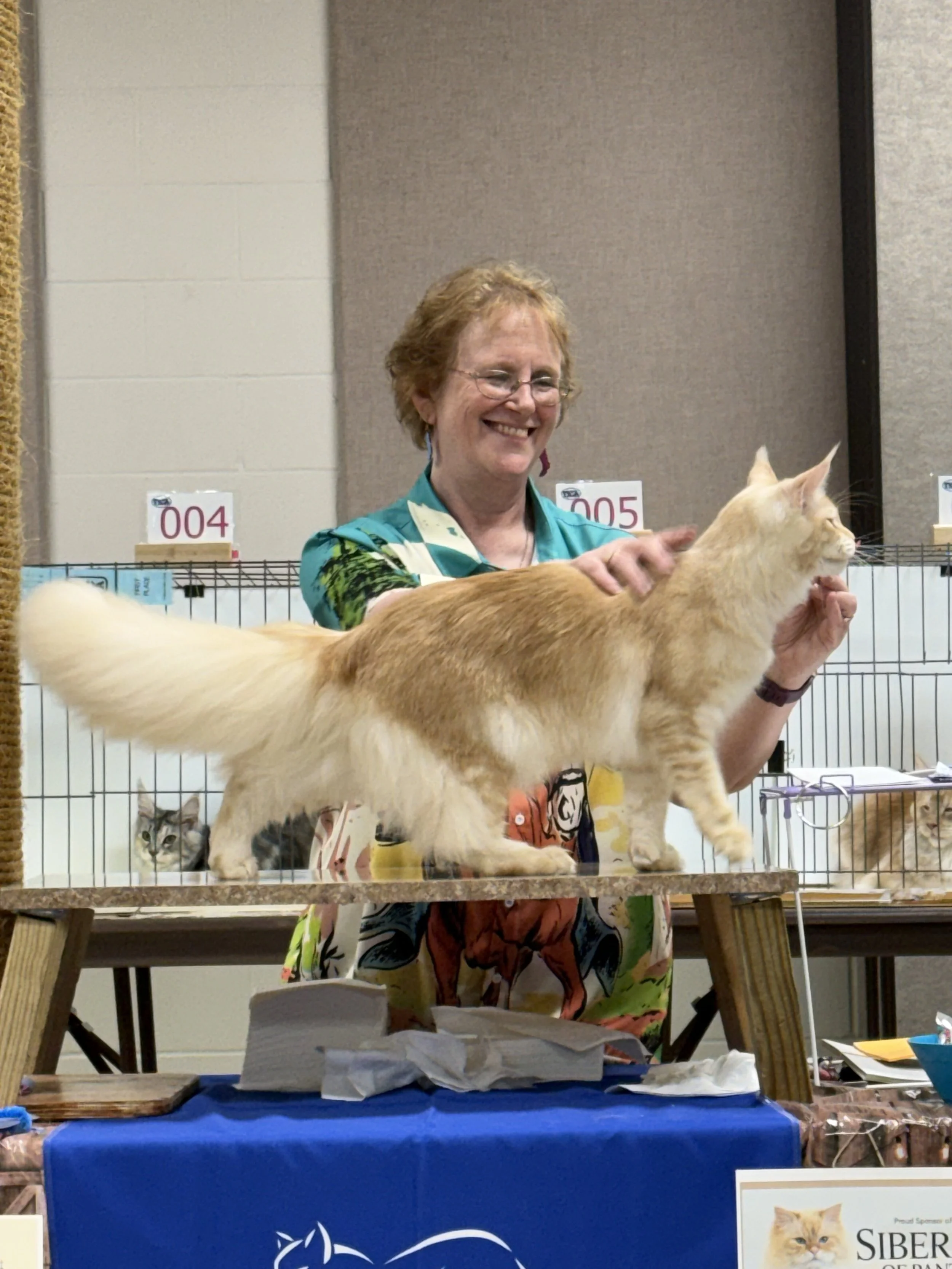 TICA All Breed judge with Maine Coon kitten, Tala