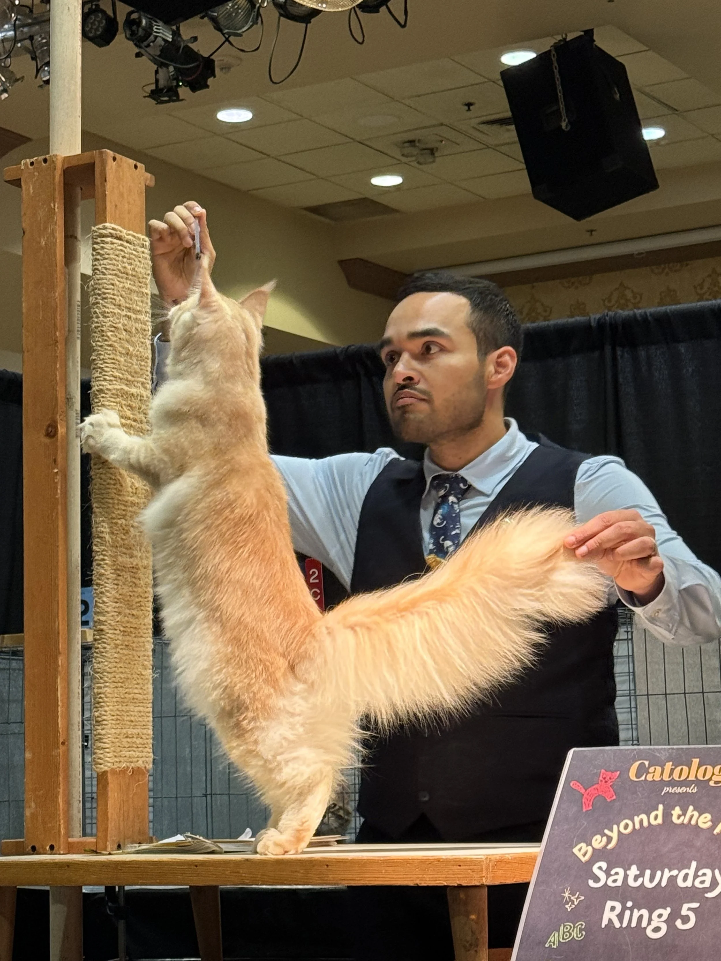 A man in a light blue shirt, dark vest, and patterned tie handling a large orange cat during a cat show, with a sign reading 'Beyond the Ring Saturday Ring 5' in the foreground.