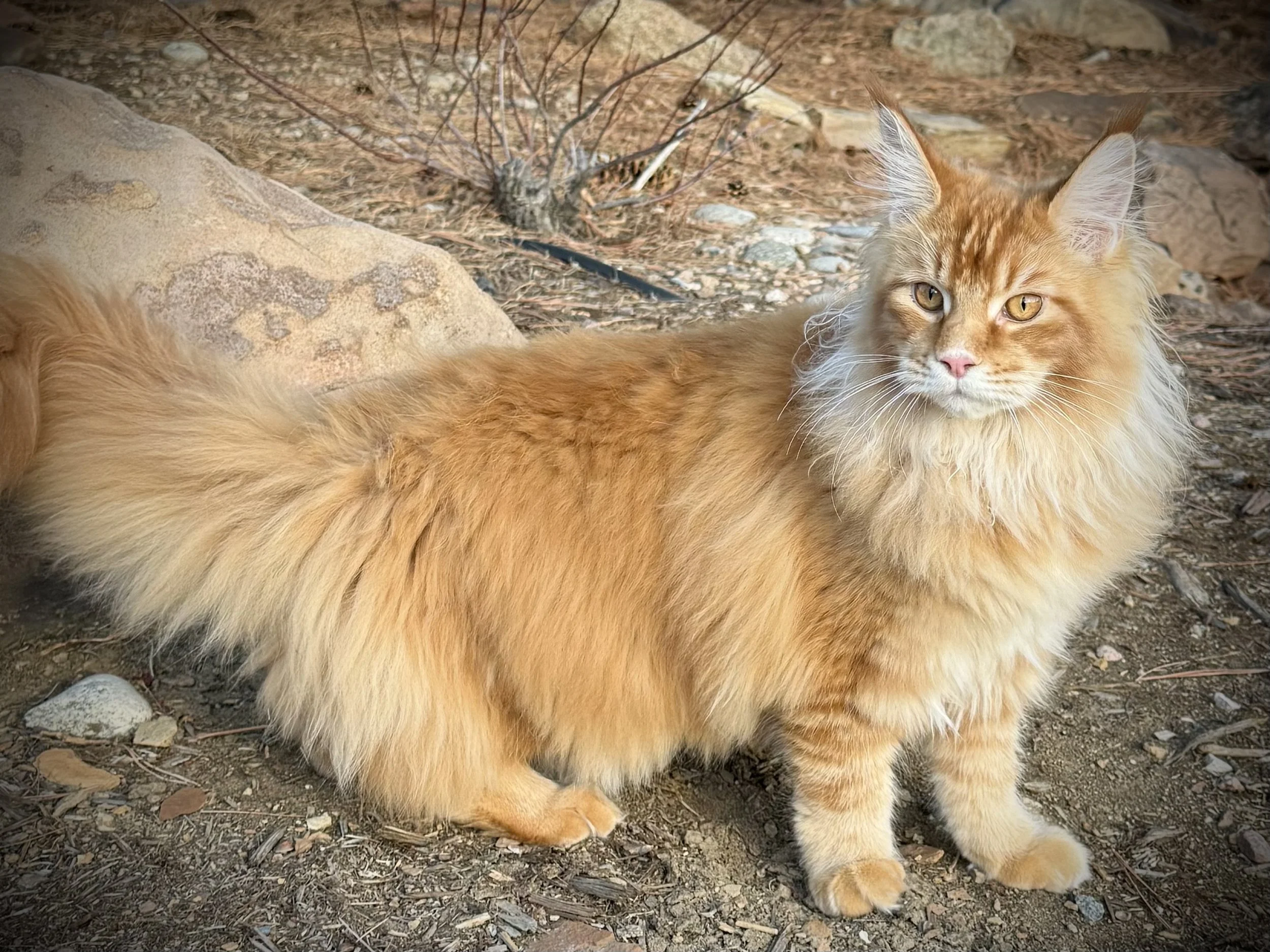 An orange, long-haired cat lying on dirt ground outdoors, with rocks and dry plants in the background.