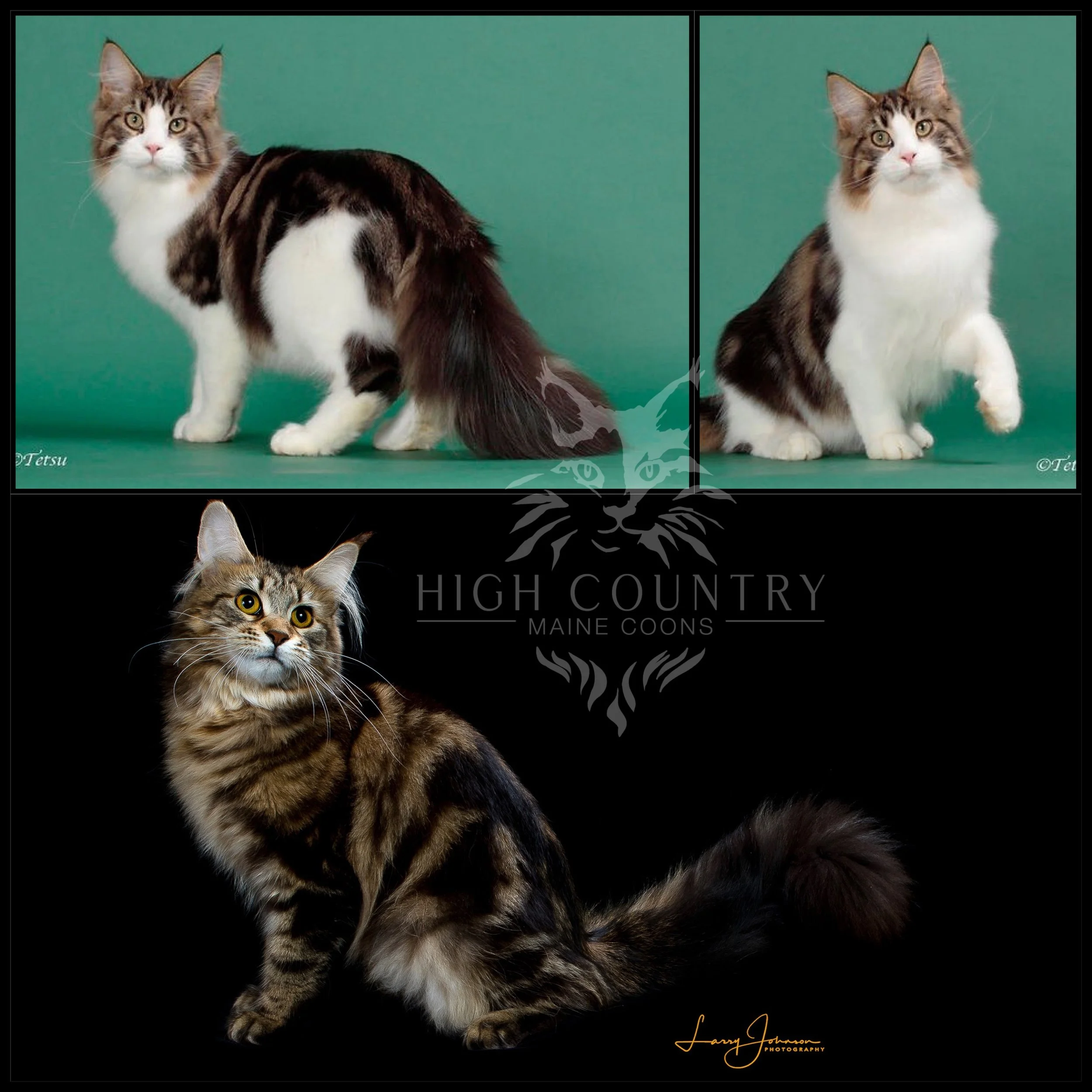 Versus Lusius of Colorado Maine Coons bred with Coonity Genevieve of High Country Maine Coons. Brown classic tabby with white and brown classic tabby.
