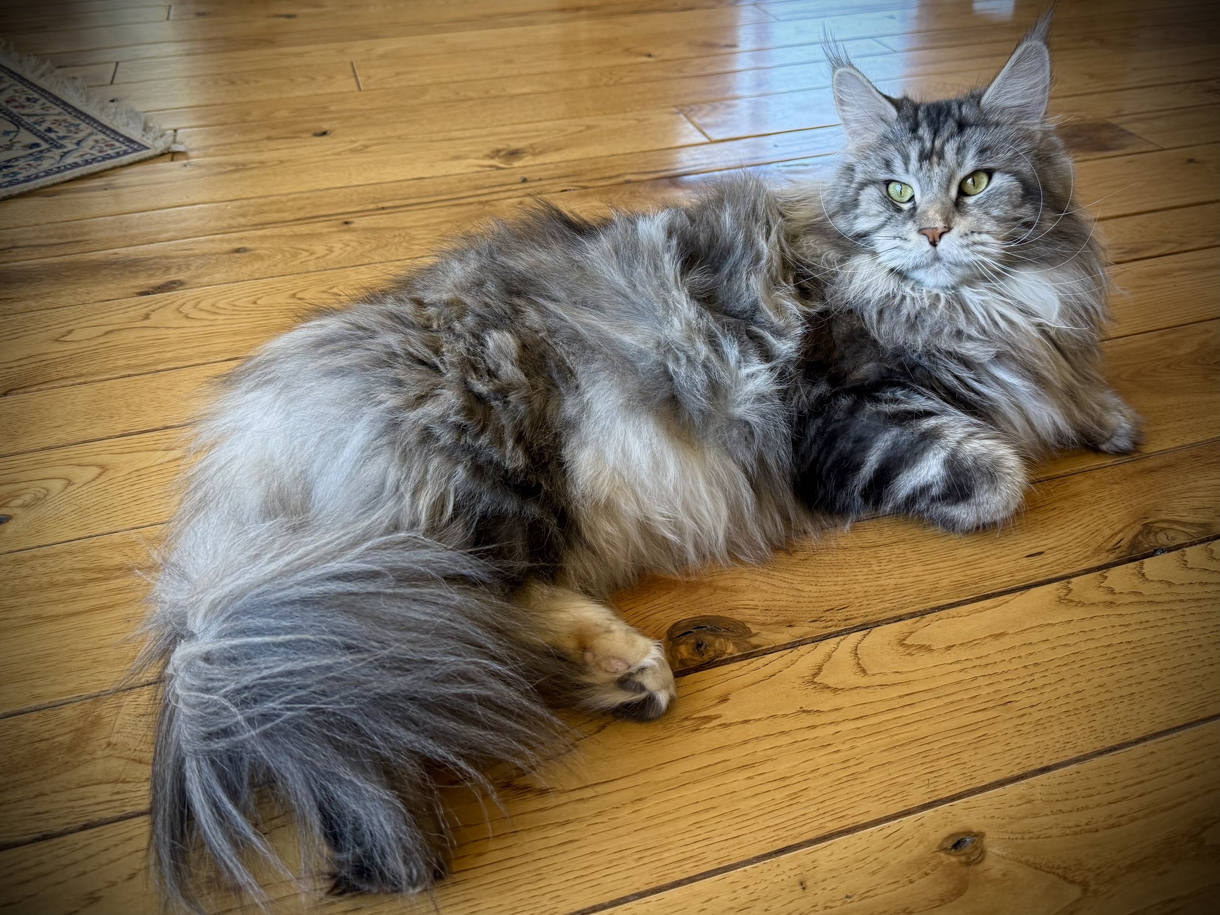 High Country Maine Coons "A Frosted Pearl" may be expecting kittens in 2026