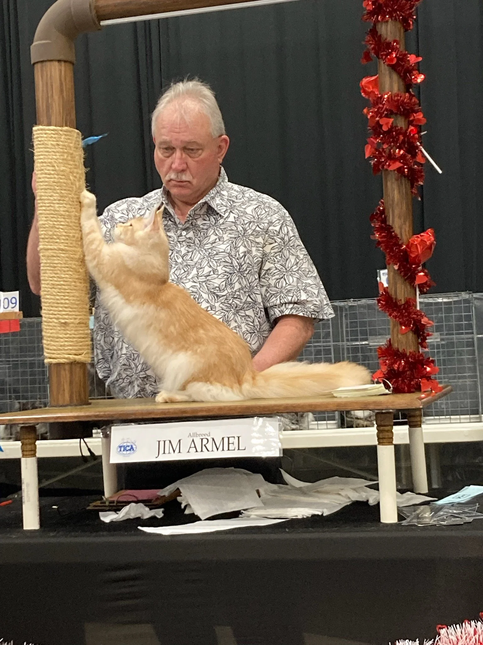 An orange and white cat reaching up and scratching a scratching post, with a man in a patterned shirt observing in the background, at a cat show.