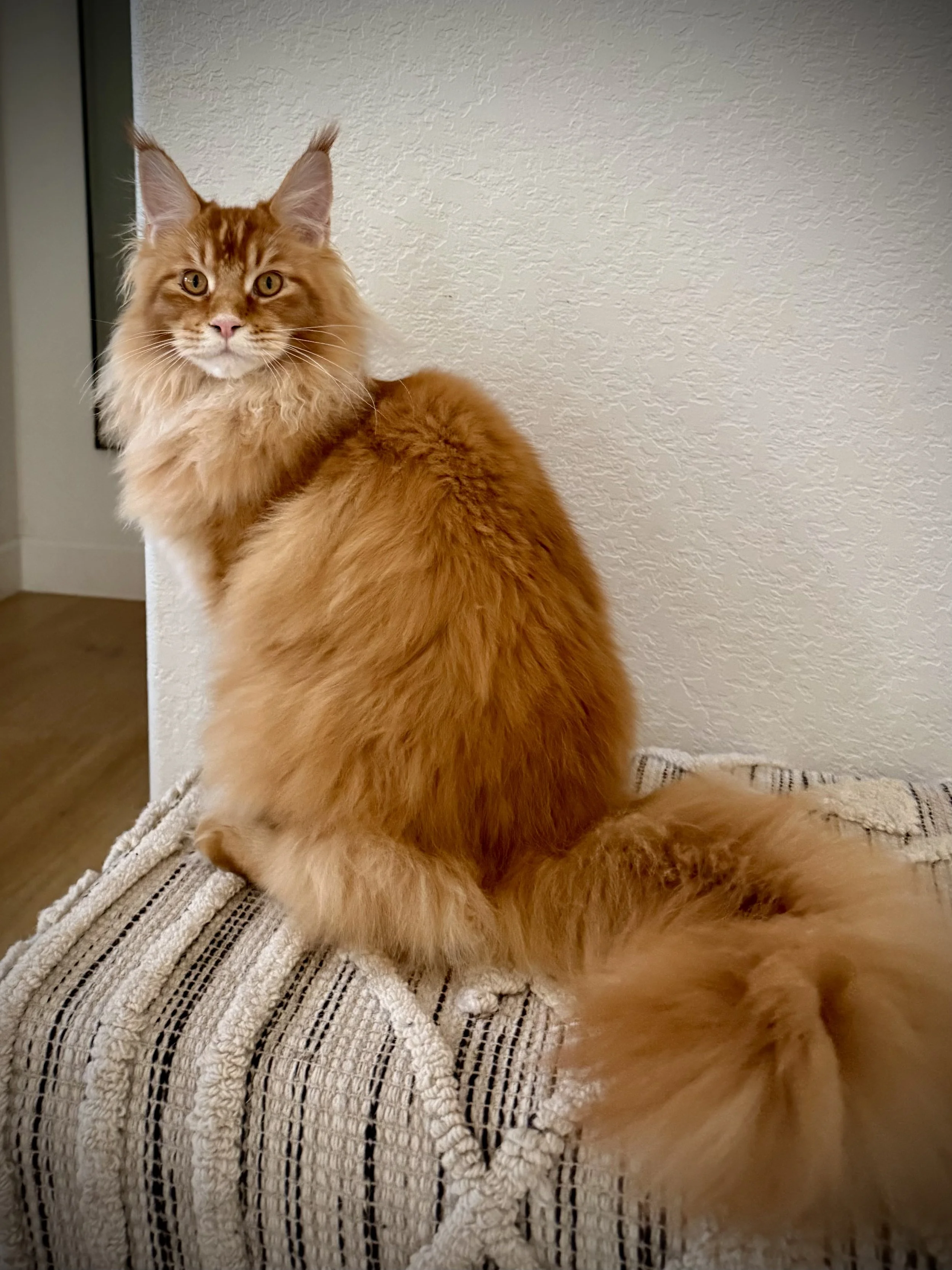 A long-haired orange tabby cat sitting on a striped woven blanket indoors, facing camera with alert expression.
