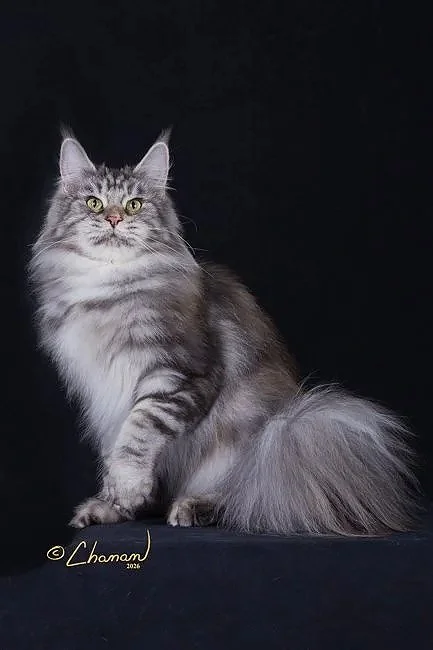 A long-haired gray tabby cat sitting against a black background.