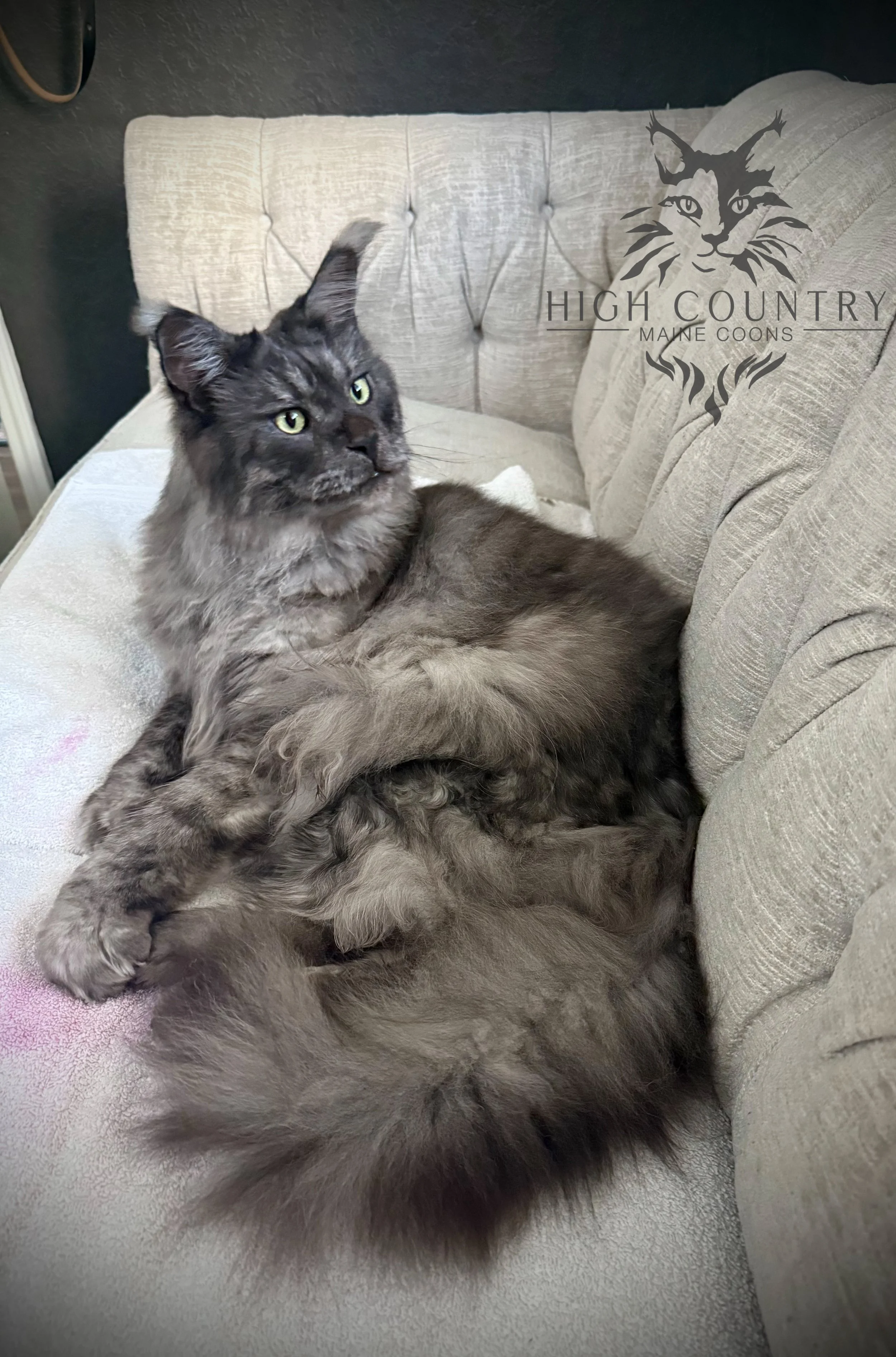 High Country Maine Coon Jaxon is a graduate of our program at his home in San Antonio Texas.