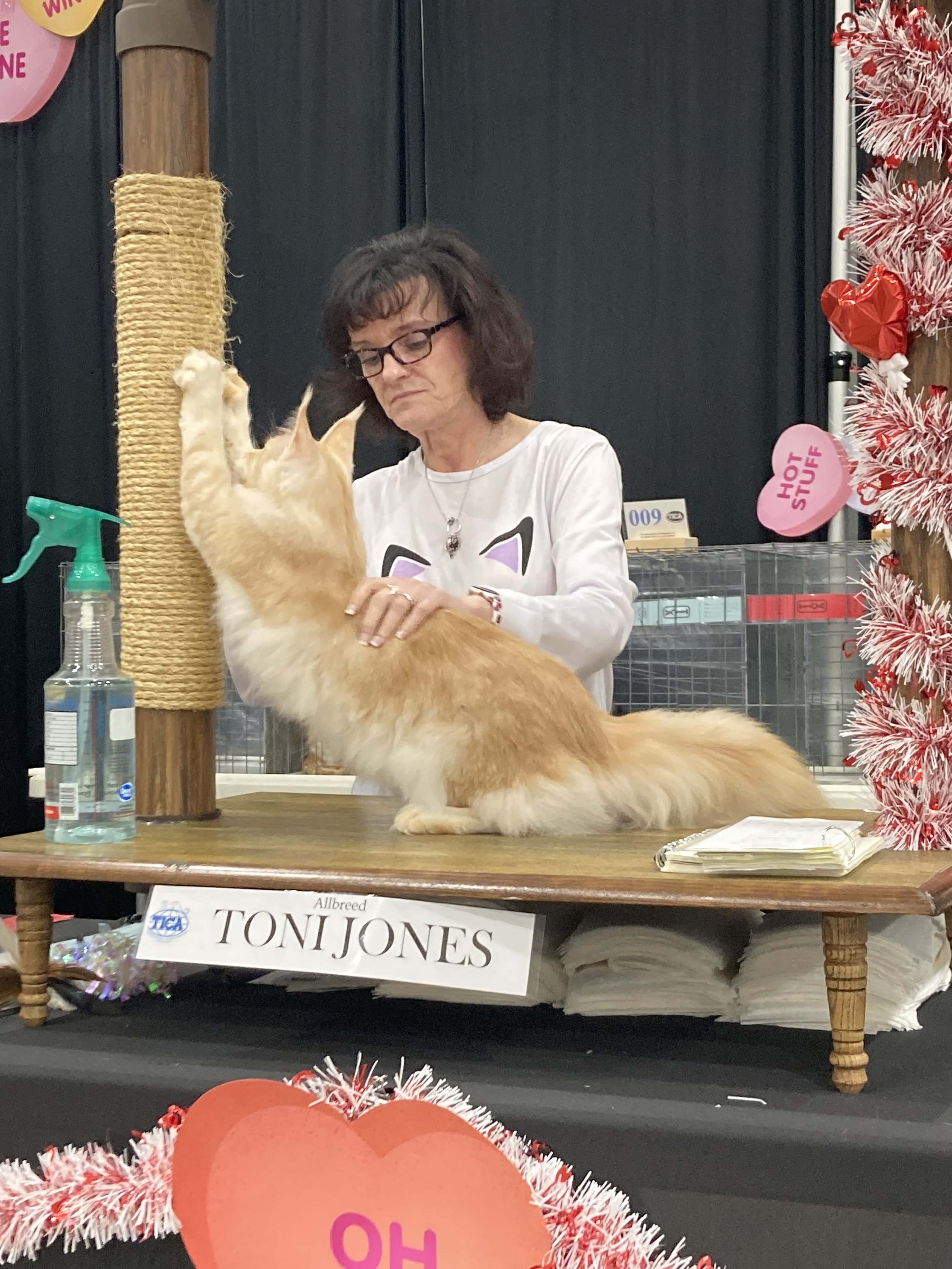 A woman with glasses and dark hair is grooming an orange and white long-haired cat on a wooden table at a cat show. The table has a sign that reads 'Allbreed TONI JONES'. The background has Valentine's Day decorations, including pink heart-shaped bal